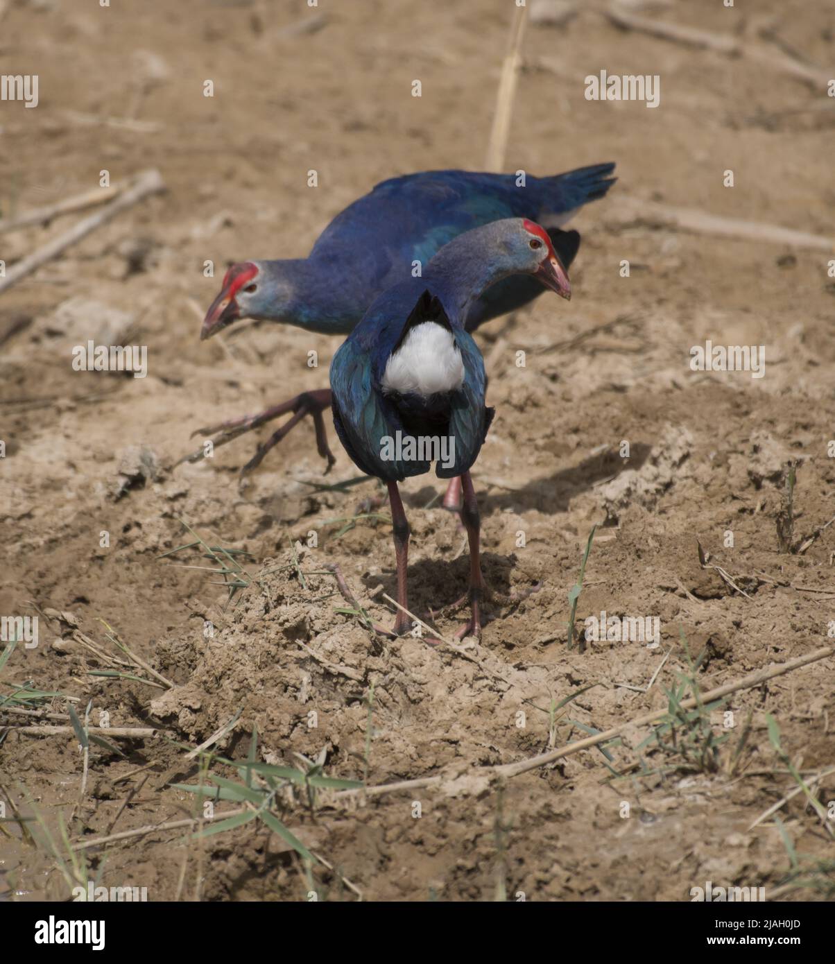 Der westliche Swamphen (Porphyrio porphyrio) ist ein Swamphen aus der Eisenbahnfamilie Rallidae, einer der sechs Arten von purpurnen Swamphen. Stockfoto