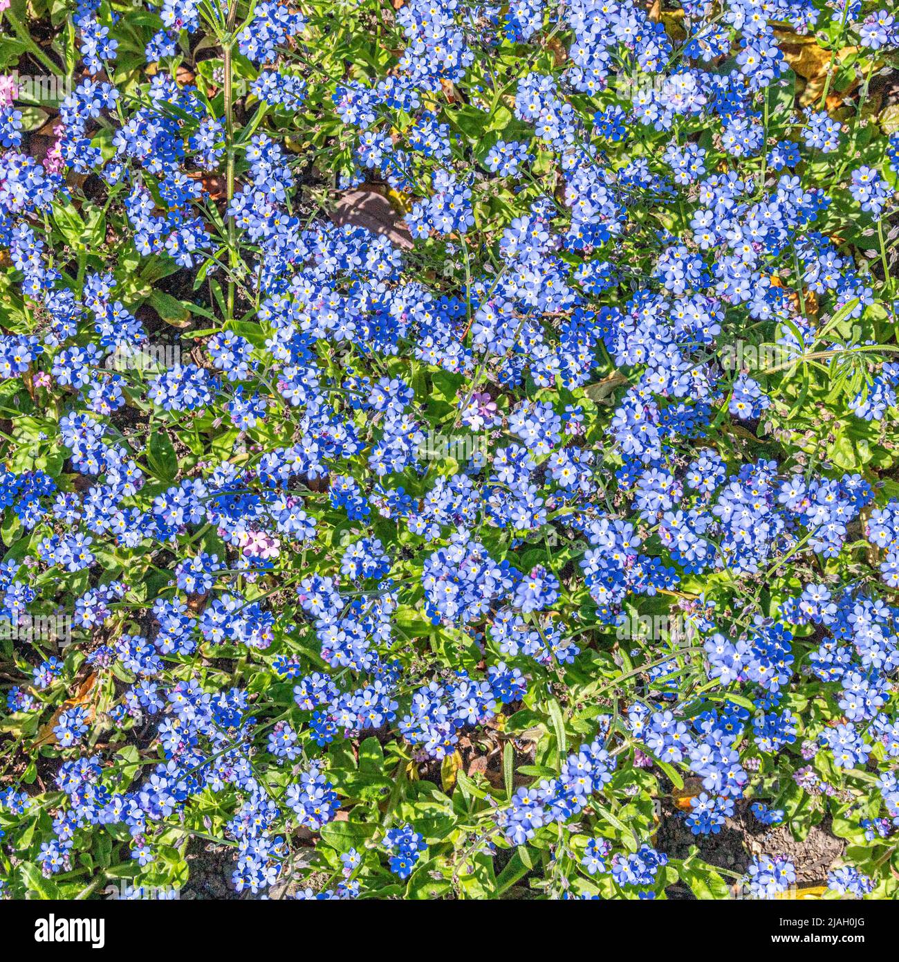 Kleine blaue Blumen, vergesst mich nicht Stockfoto