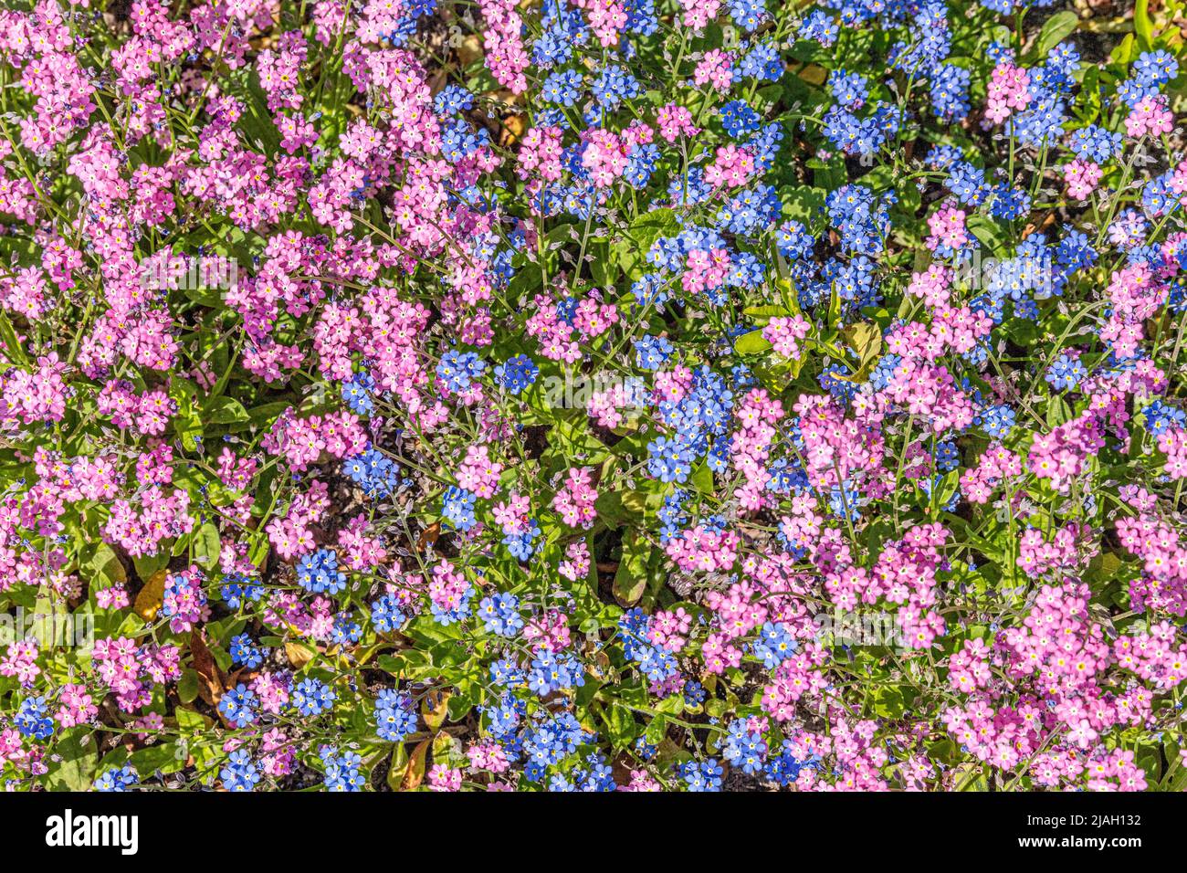 Kleine blaue und rosafarbene Blumen, vergesst mich nicht Stockfoto