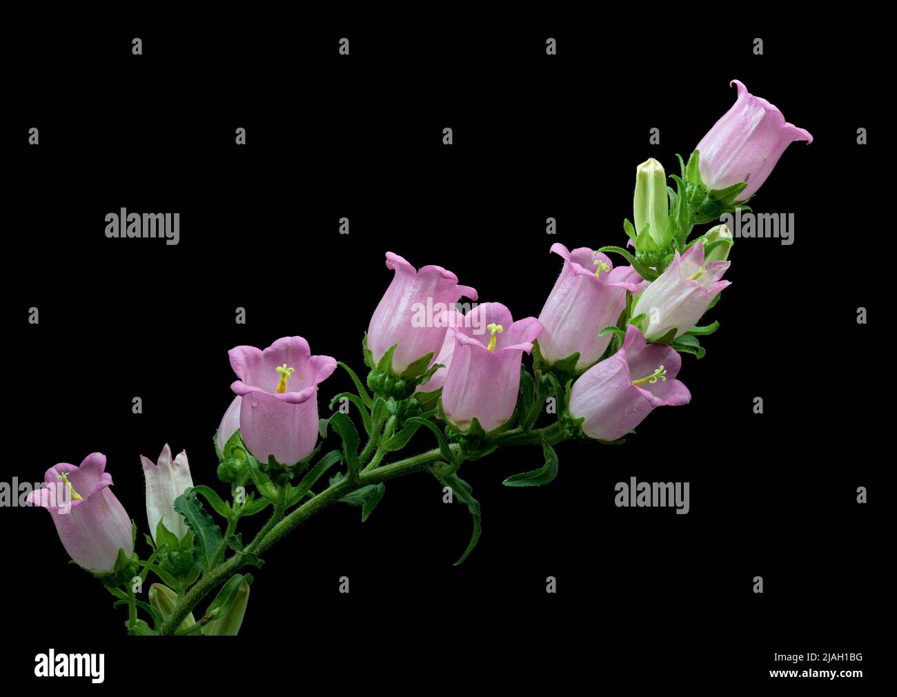 Canterbury Glocken (Campanula Medium), eine einjährige oder zweijährige Pflanze, die in Europa beheimatet und in anderen Gebieten eingebürgert ist. Stockfoto