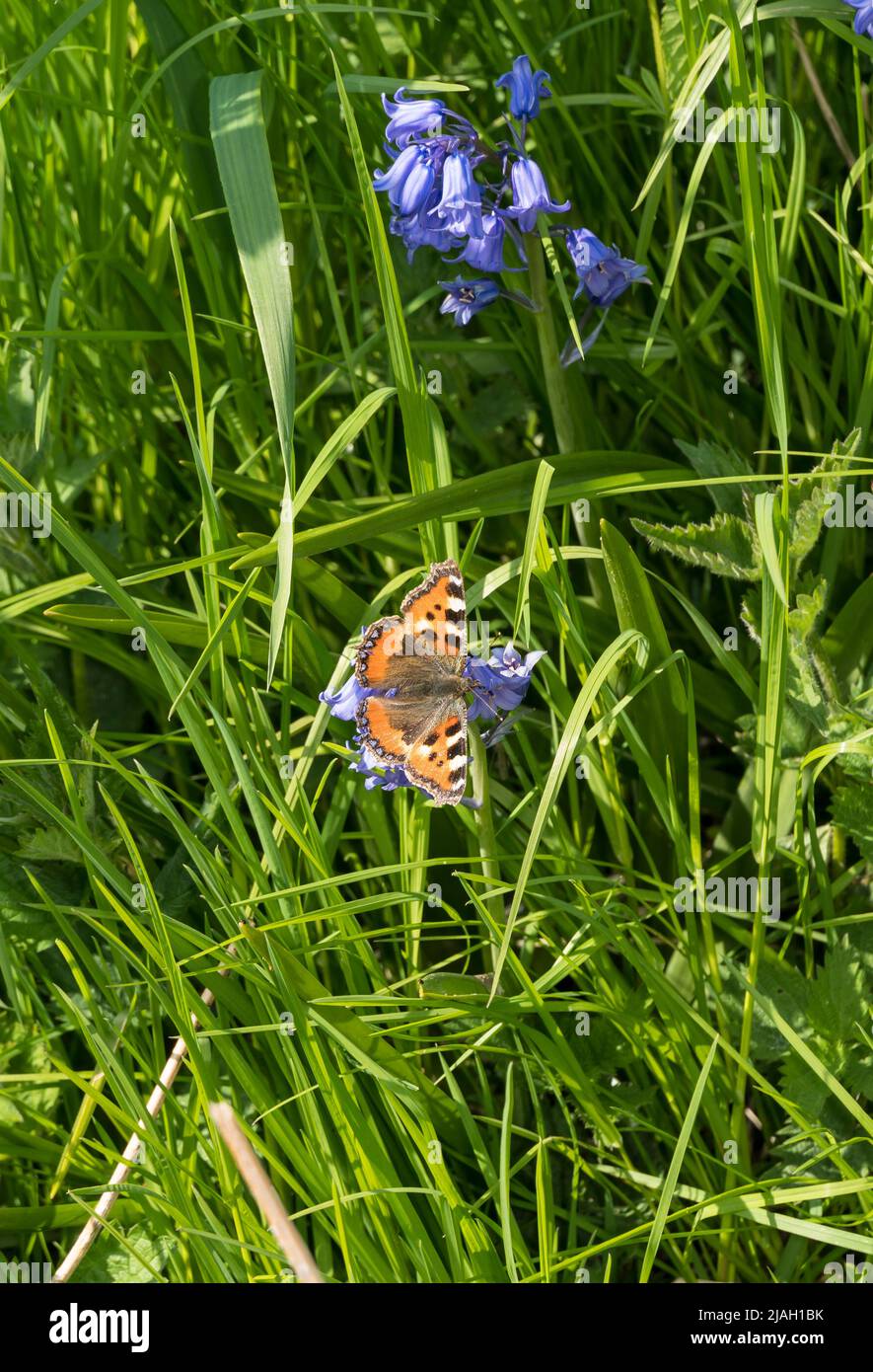 Kleiner Schildkrötenschellschmetterling, der von Bluebells ernährt wird Stockfoto