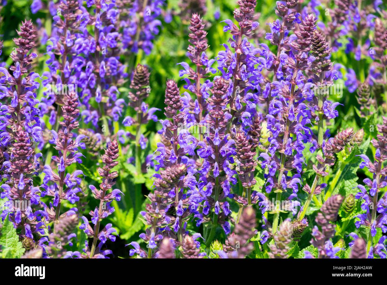 Salvia nemorosa, Salvia superba, Meadow Sage, Salvia 'Aprilnacht', wunderschön, Blau, Blüht Stockfoto