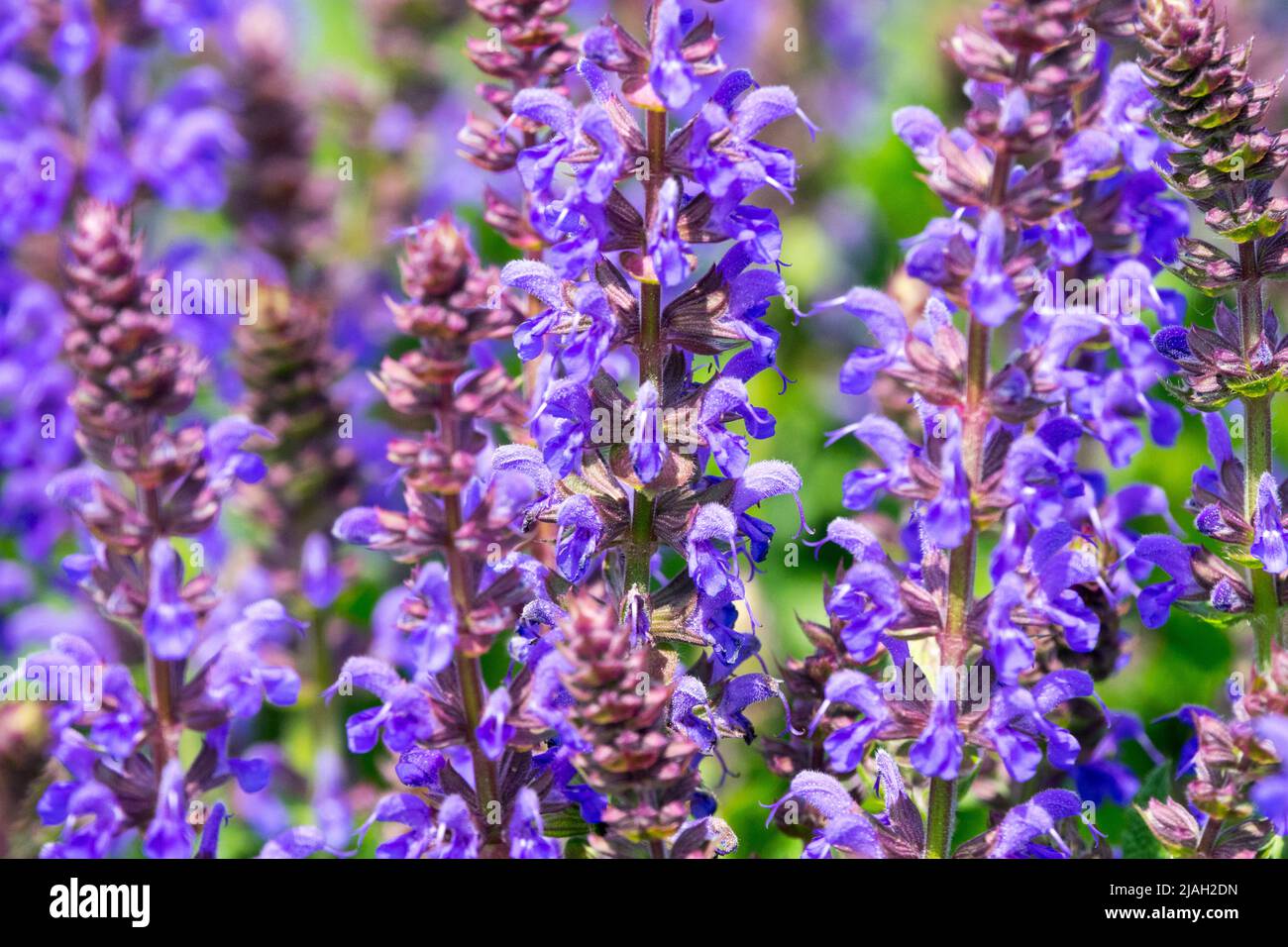 Salvia nemorosa, Salvia superba, Meadow Sage, Salvia 'Aprilnacht', wunderschön, Blau, Blüten aus nächster Nähe Stockfoto