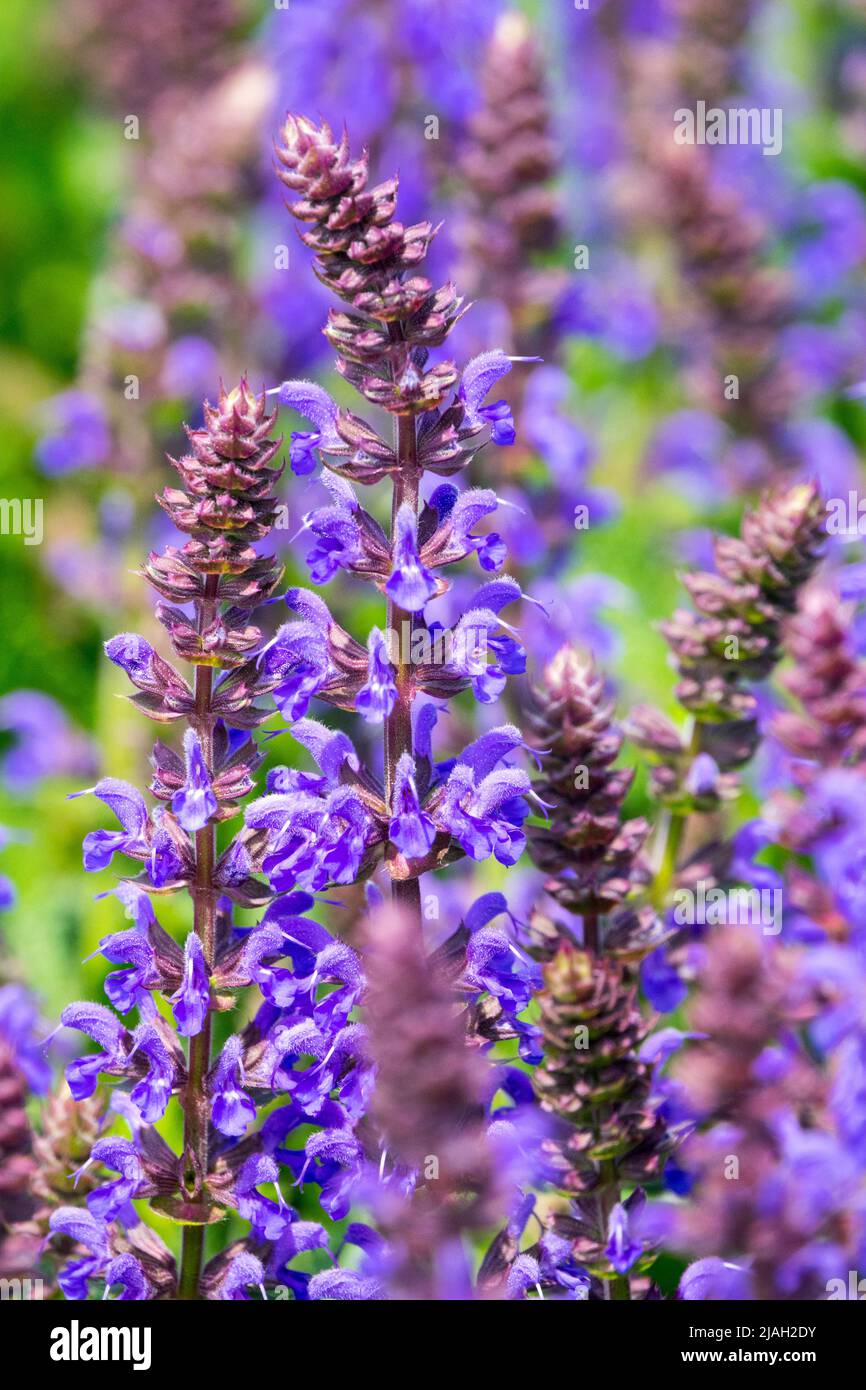 Salvia nemorosa, Salvia superba, Meadow Sage, Salvia 'Aprilnacht', wunderschön, Blau, Blüht Stockfoto