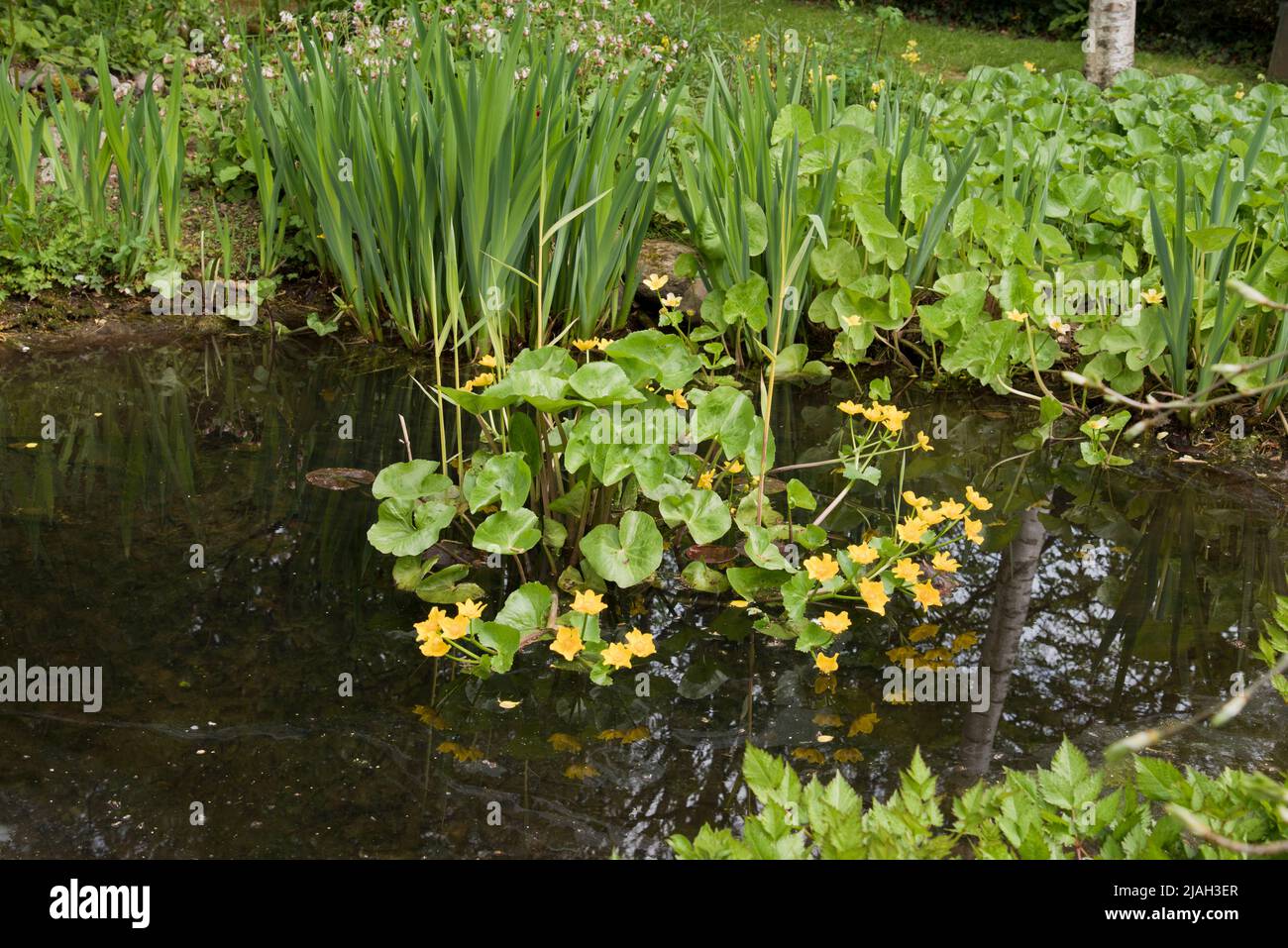 Marginalplan, Sumpfmarigoldt (Caltha Palustris) Stockfoto