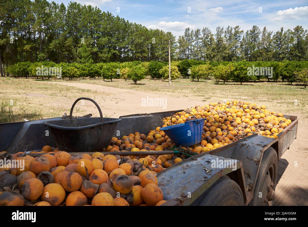 Überreife Orangen stapelten sich in einem Fahrzeug auf dem Land. Überproduktion in der Landwirtschaft. Stockfoto