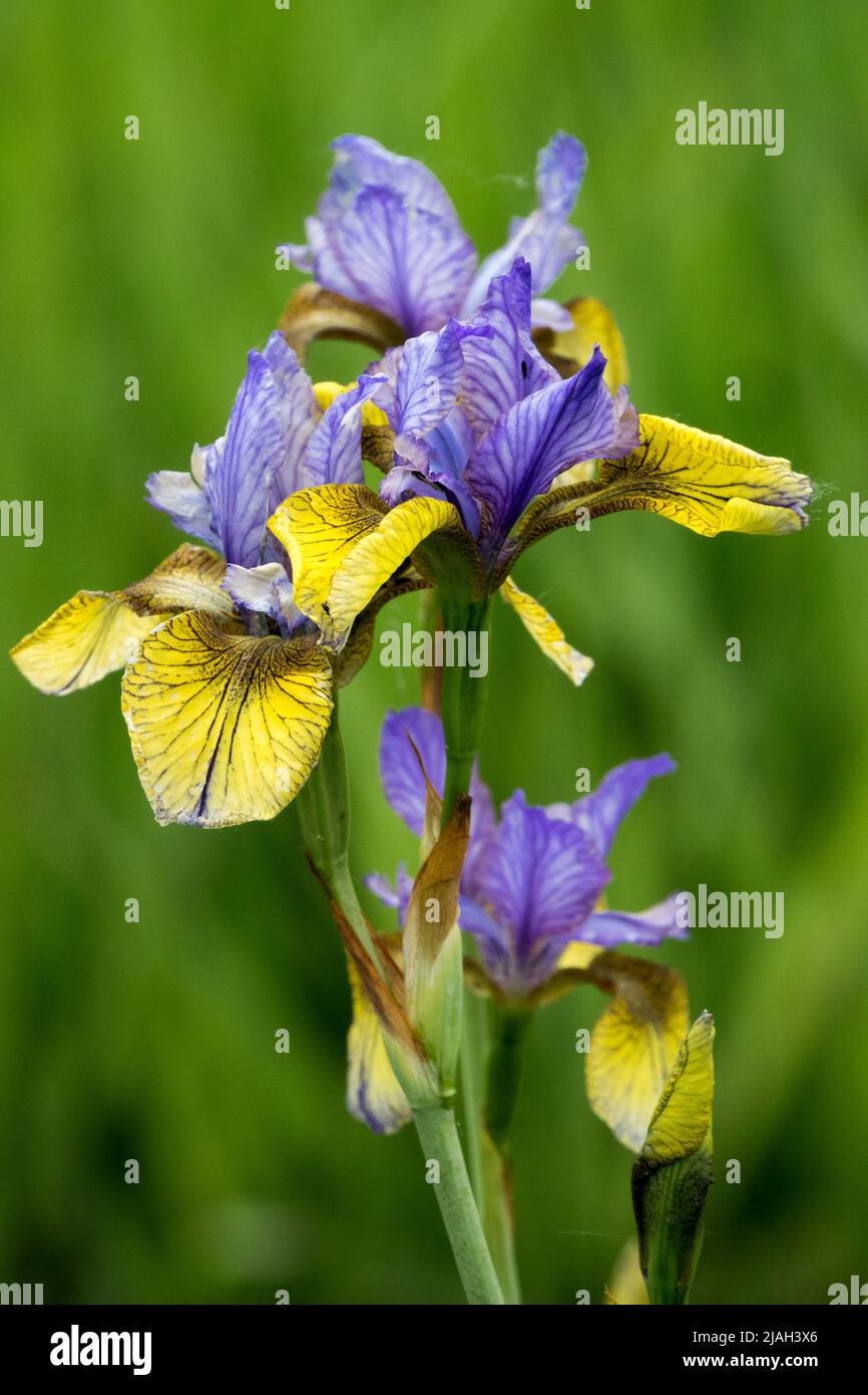 Iris „so van Gogh“ Iris sibirica Gelbblau Iris Blau Sibirische Iris Blume Porträt Blüte Iris Grüner Hintergrund mehrjährige Hardy Pflanze Stockfoto