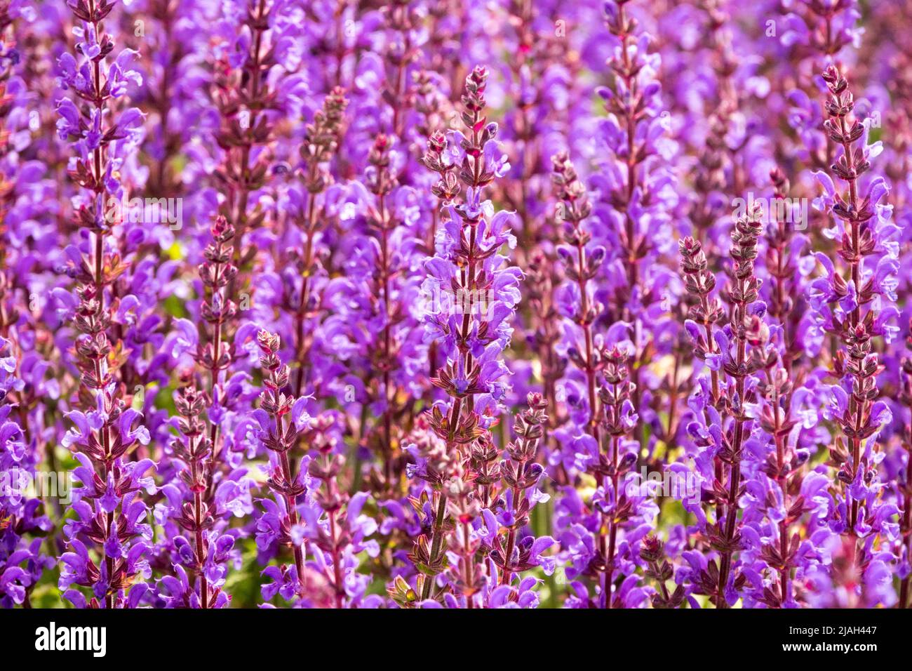 Salvia nemorosa 'Spring King Mini', Lila, Salvia, Wiesensalbei, Blumen, Winterfest, Mehrjährig, Pflanze, Salbei, Blühen Stockfoto