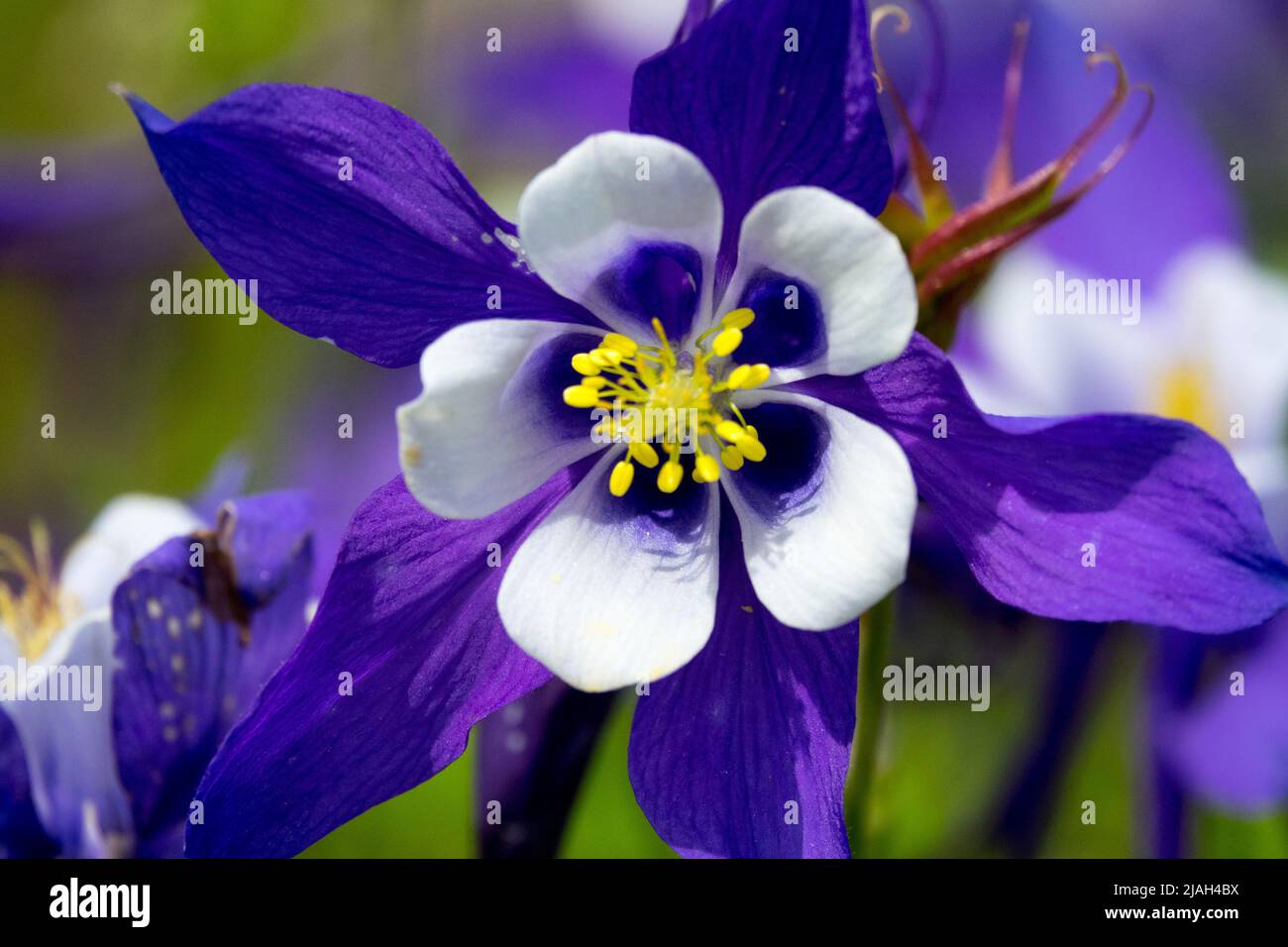 Gemeine Säulenblume, Aquilegia caerulea, Aquilegia Blue & White, Aquilegia Kirigami, Blau, Weiß, Nahaufnahme, Blume, Columbine Stockfoto