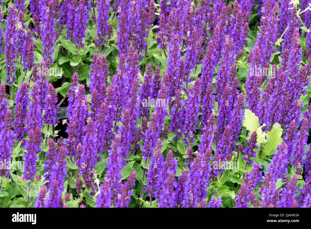 Meadow Sage, Salvia nemorosa, Salvia 'Midnight Purple', Spring, Salvias, Blau, Blumen Stockfoto