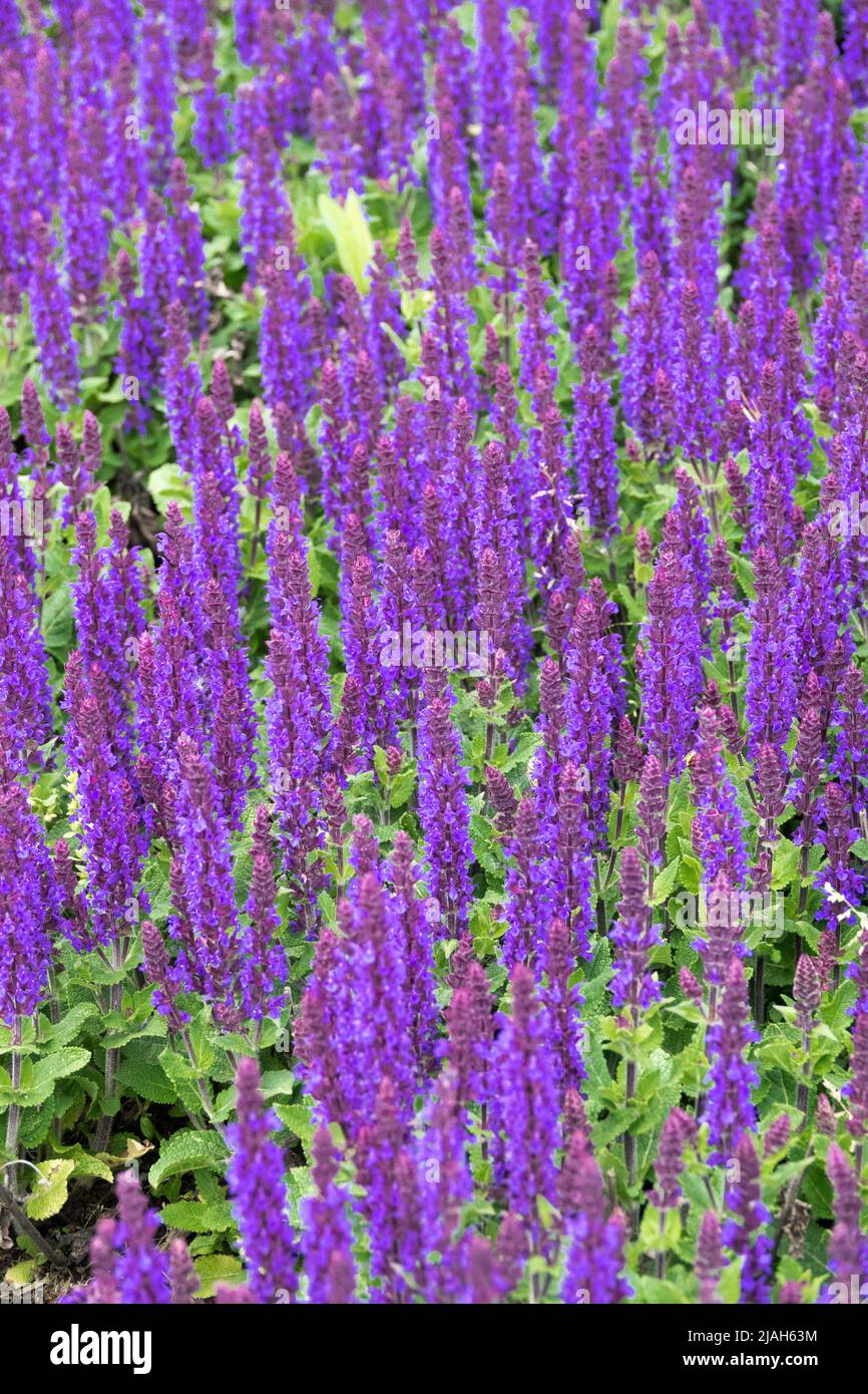 Meadow Sage, Salvia nemorosa, Salvia 'Midnight Purple', Spring, Salvias, Blau, Blumen Stockfoto