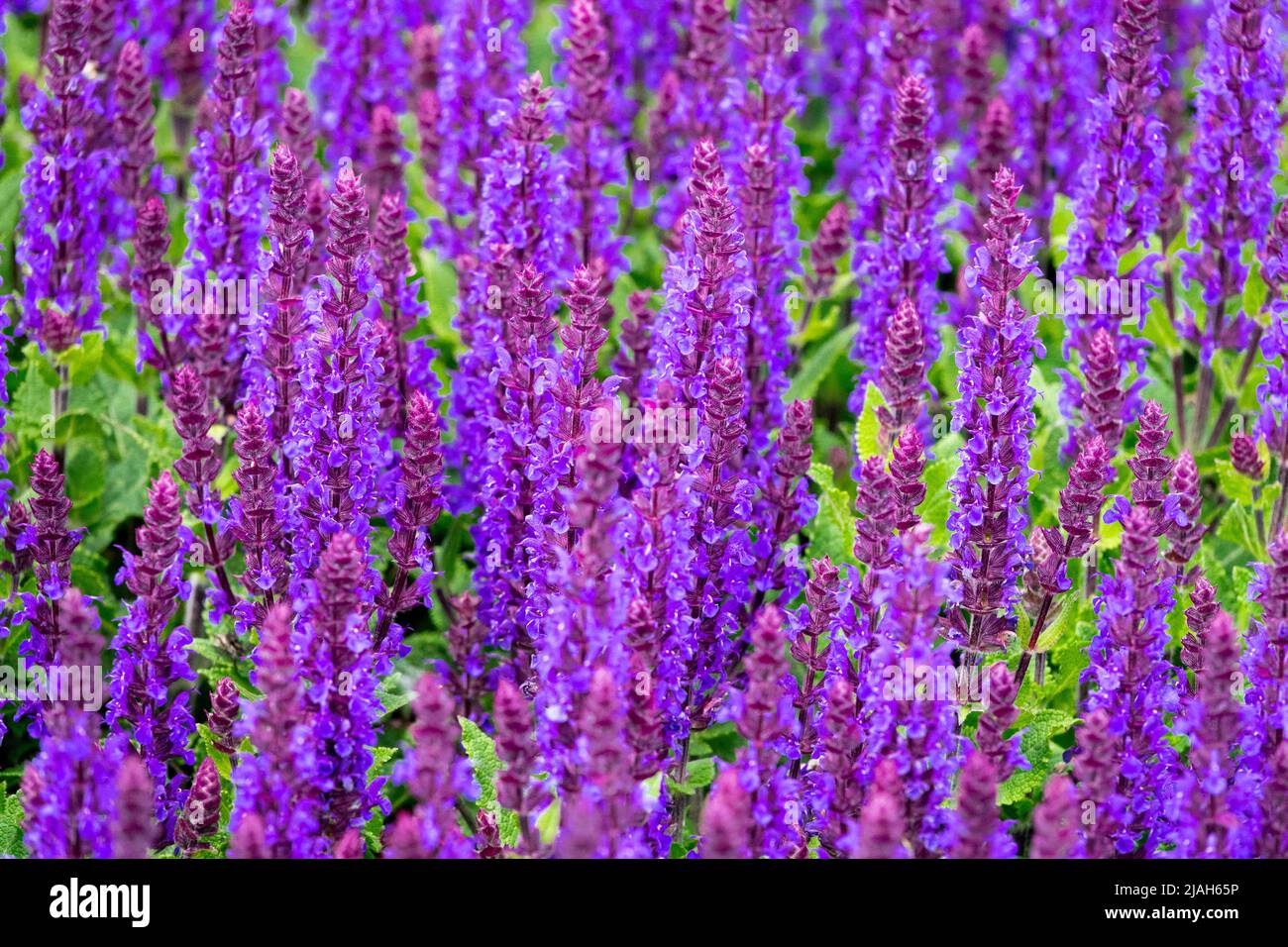 Meadow Sage, Salvia nemorosa, Salvia 'Midnight Purple', Spring, Salvias, Blau, Blumen Stockfoto