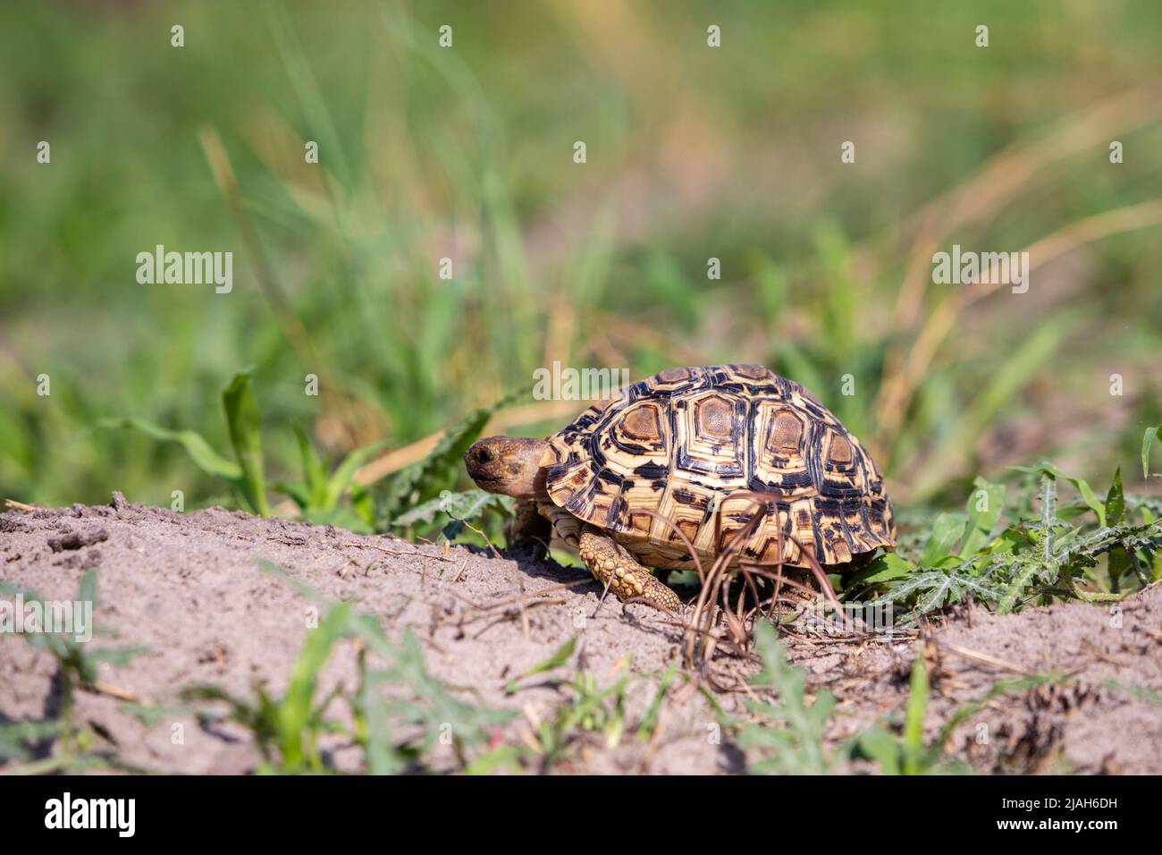 Leopardenschildkröte des Okavango-Deltas von Botswana Stockfoto