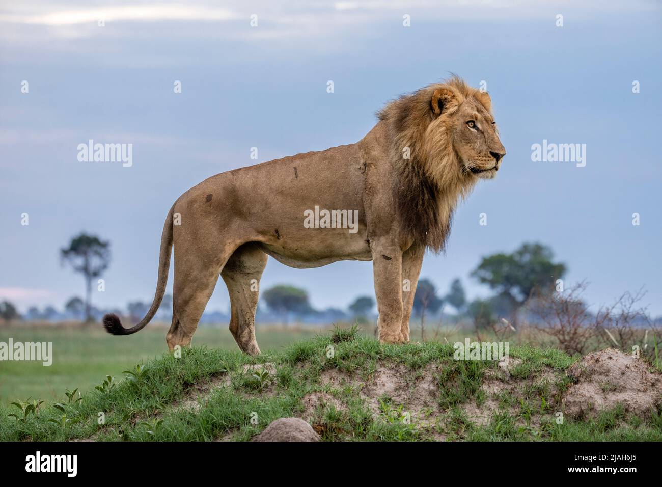 Männlicher Löwe im Grasland des Okavango-Deltas Stockfoto