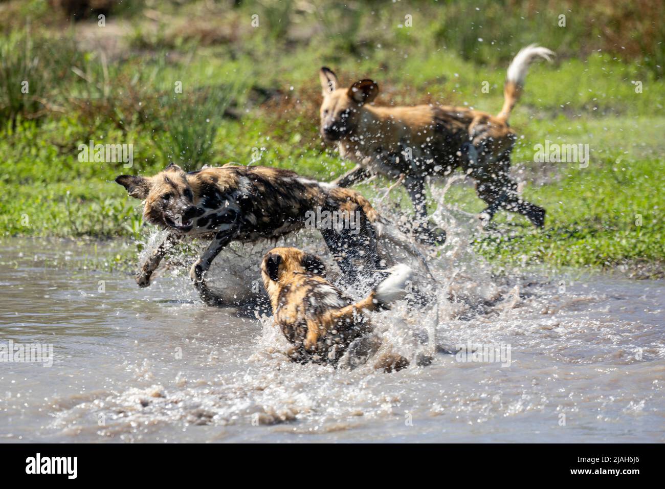 Wilde Hunde spielen im Okavango Delta River, Botswana Stockfoto