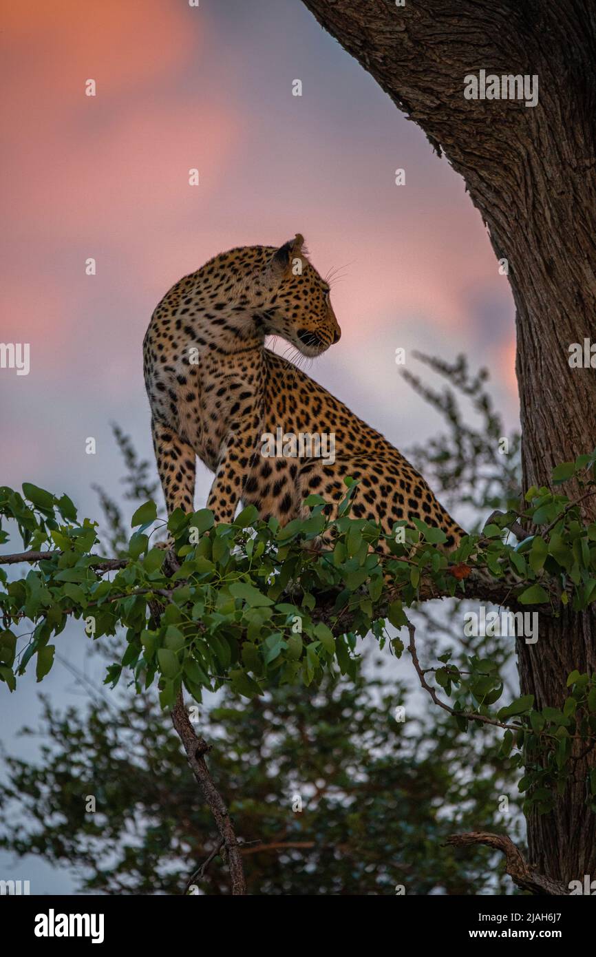 Leopard's Atempause in Baum beobachten Paviane bei Sonnenuntergang, Okavango Grasland, Botswana Stockfoto