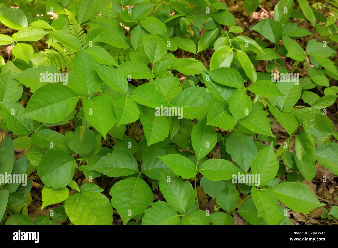 Nahaufnahme eines Fleck von Efeu-Pflanzen an einem sonnigen Tag Stockfoto