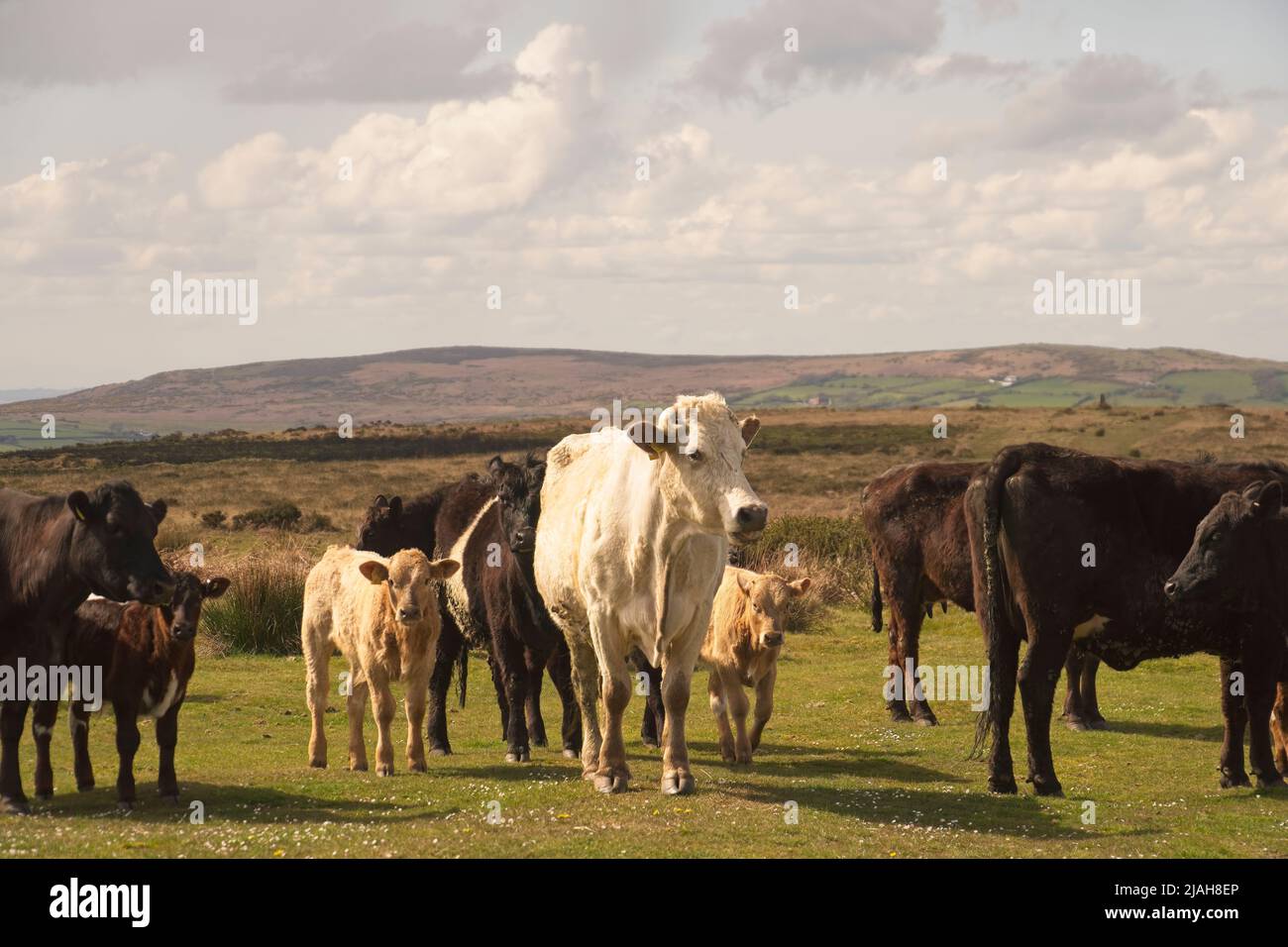 Auf der Gower Peninsula gibt es kostenlos Roaming-Rinder Stockfoto