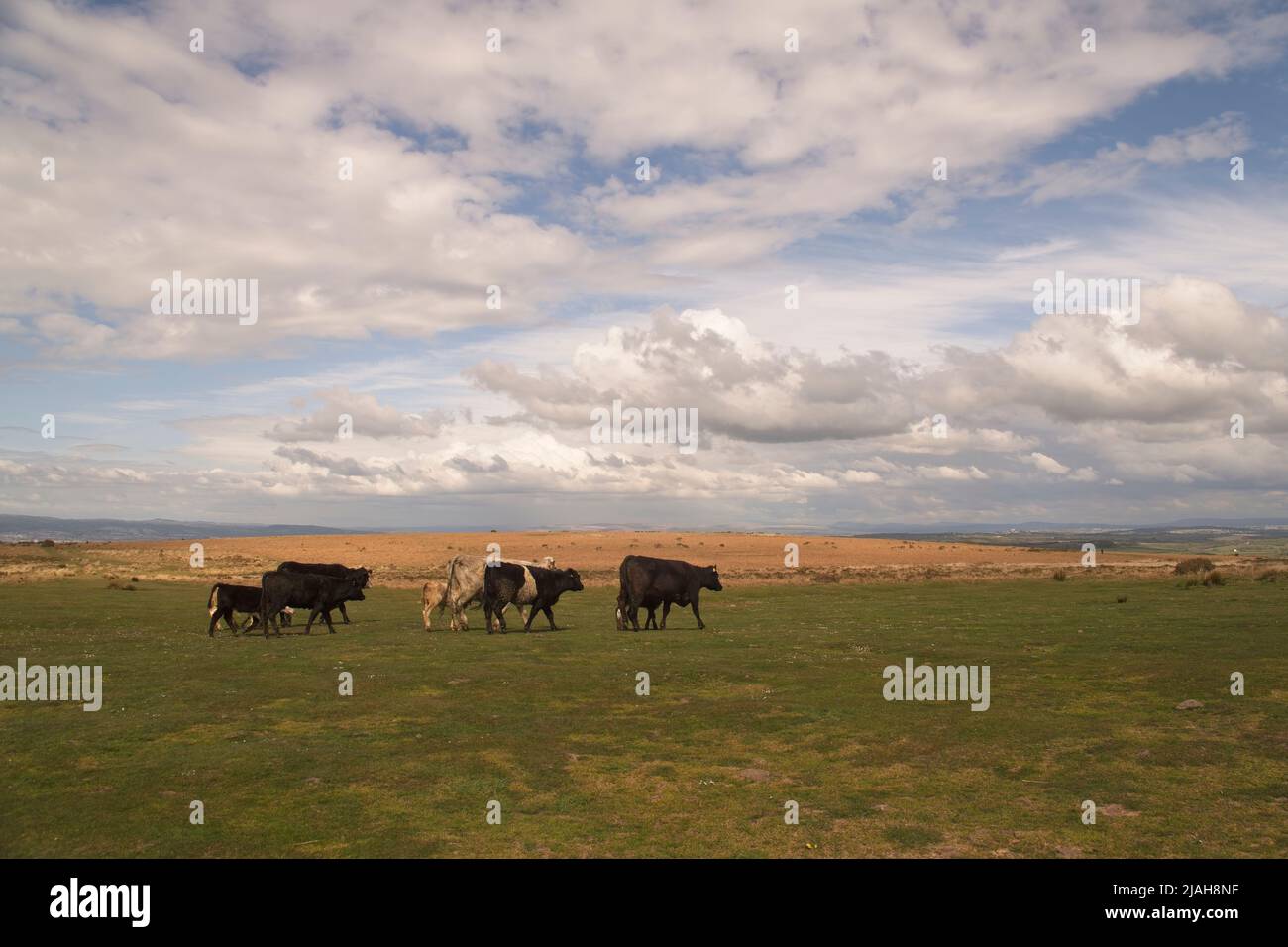 Auf der Gower Peninsula gibt es kostenlos Roaming-Rinder Stockfoto