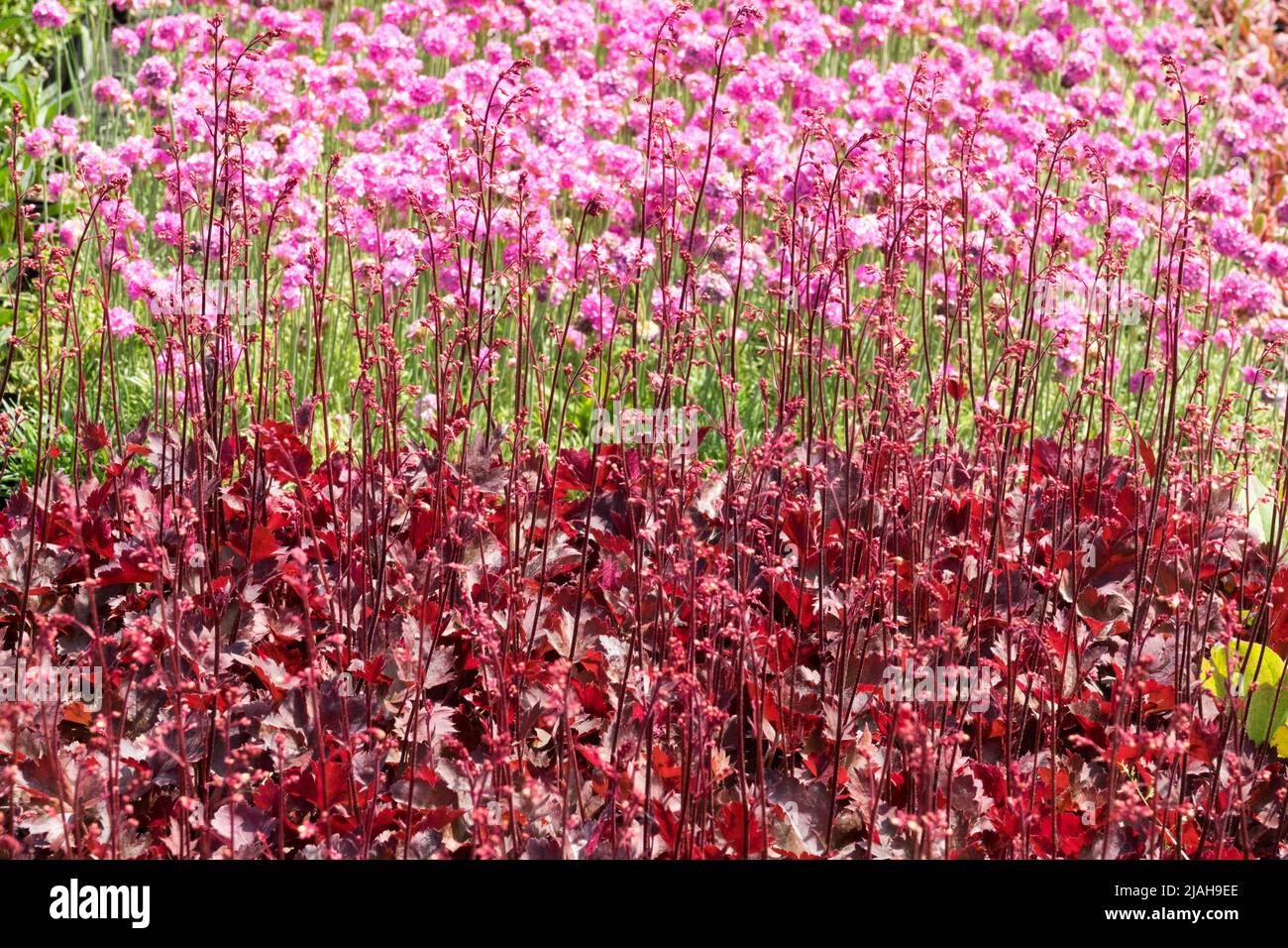 Red Pink Contrast Plants Garden Heuchera „Neptun“ Armeria maritima „Nifty Thrifty“ Border blühende Sea Pink Rose Thrift Seapink Frühlingsblumen Stockfoto