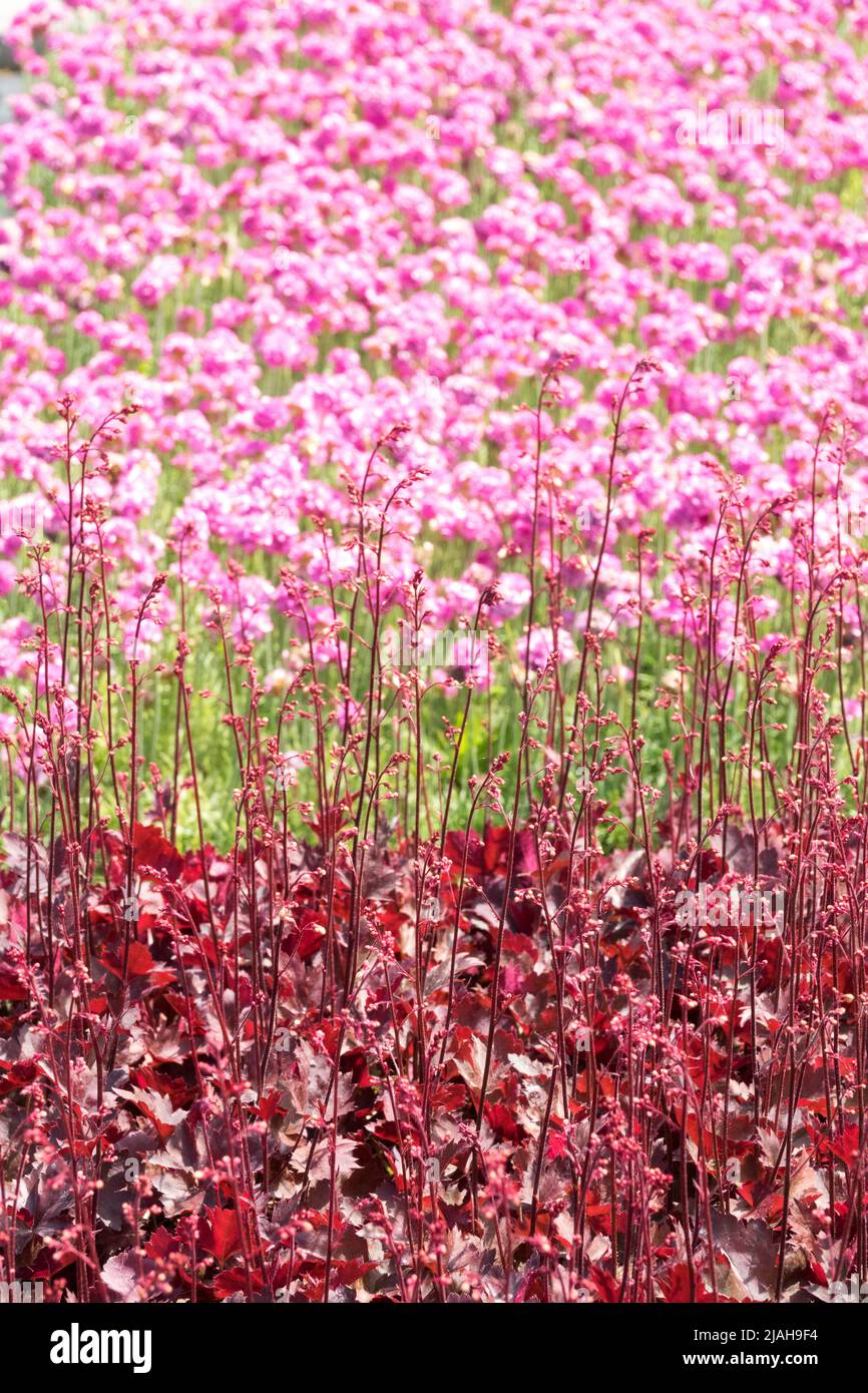Red Pink Garden Hardy Plants Heuchera Leaves Thrift Seapink Flowers Border Armeria maritima „Nifty Thrifty“ Heuchera „Neptun“ Laub Korallenglocken Stockfoto