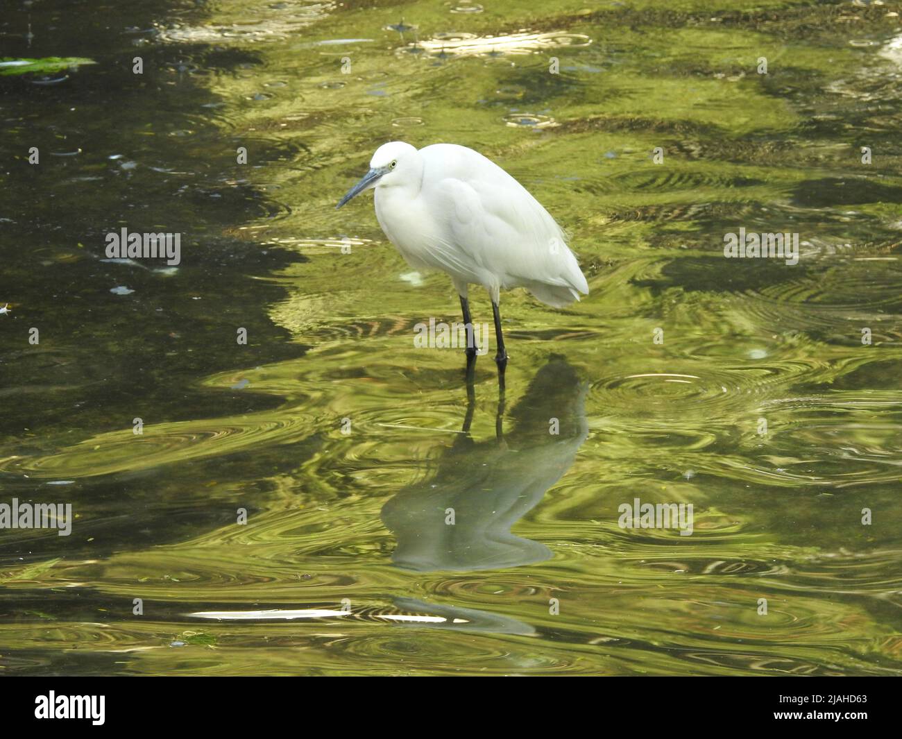 Ein Porträt eines kleinen weißen Reihern, der in einem flachen See steht, ist ein kleiner weißer Reiher (Egretta thula, Egretta garzett), ein weißer Vogelwit Stockfoto