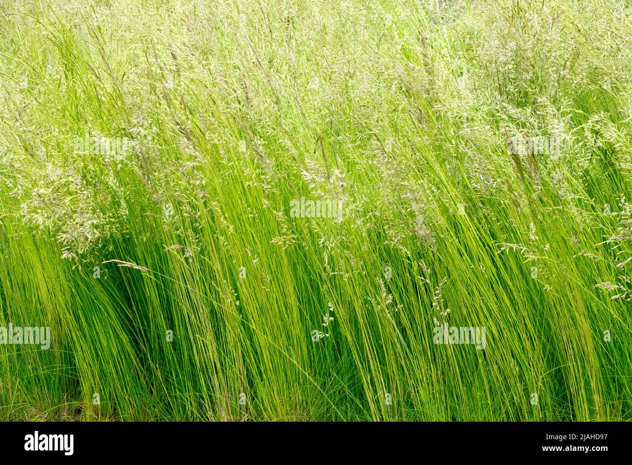 Festuca ovina, Schafs Feskue, Mehrjährige, Gräser, Frühling, Ziergräser, Klumpen, Gras Stockfoto