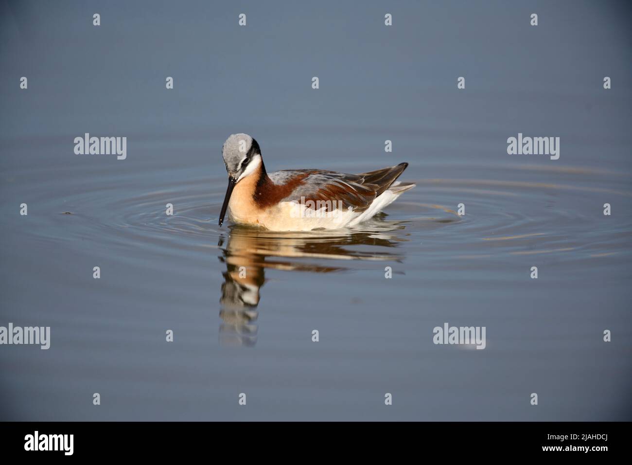 Wilson’s Phalarope (Phalaropus tricolor), Frank Lake, Alberta, Kanada Stockfoto