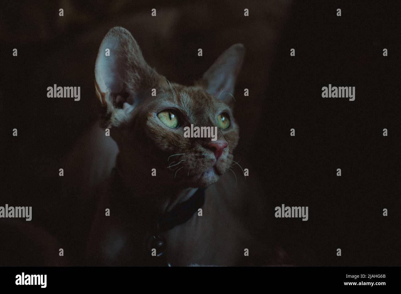 Sphynx Katze mit grünen Augen Stockfoto