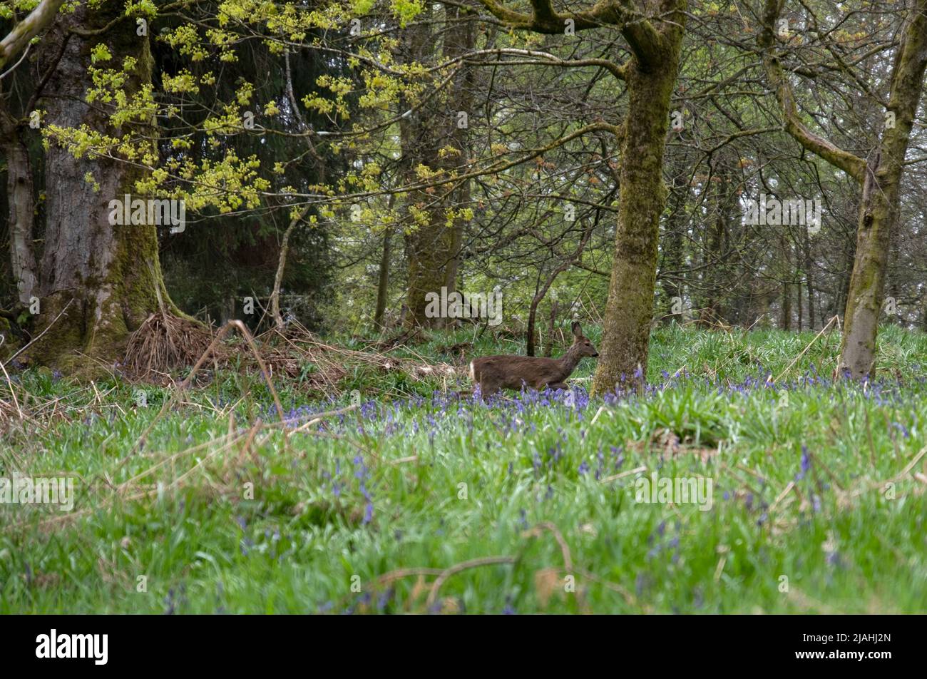 Hirsche im wilden Bluebellwald in Schottland, Großbritannien Stockfoto