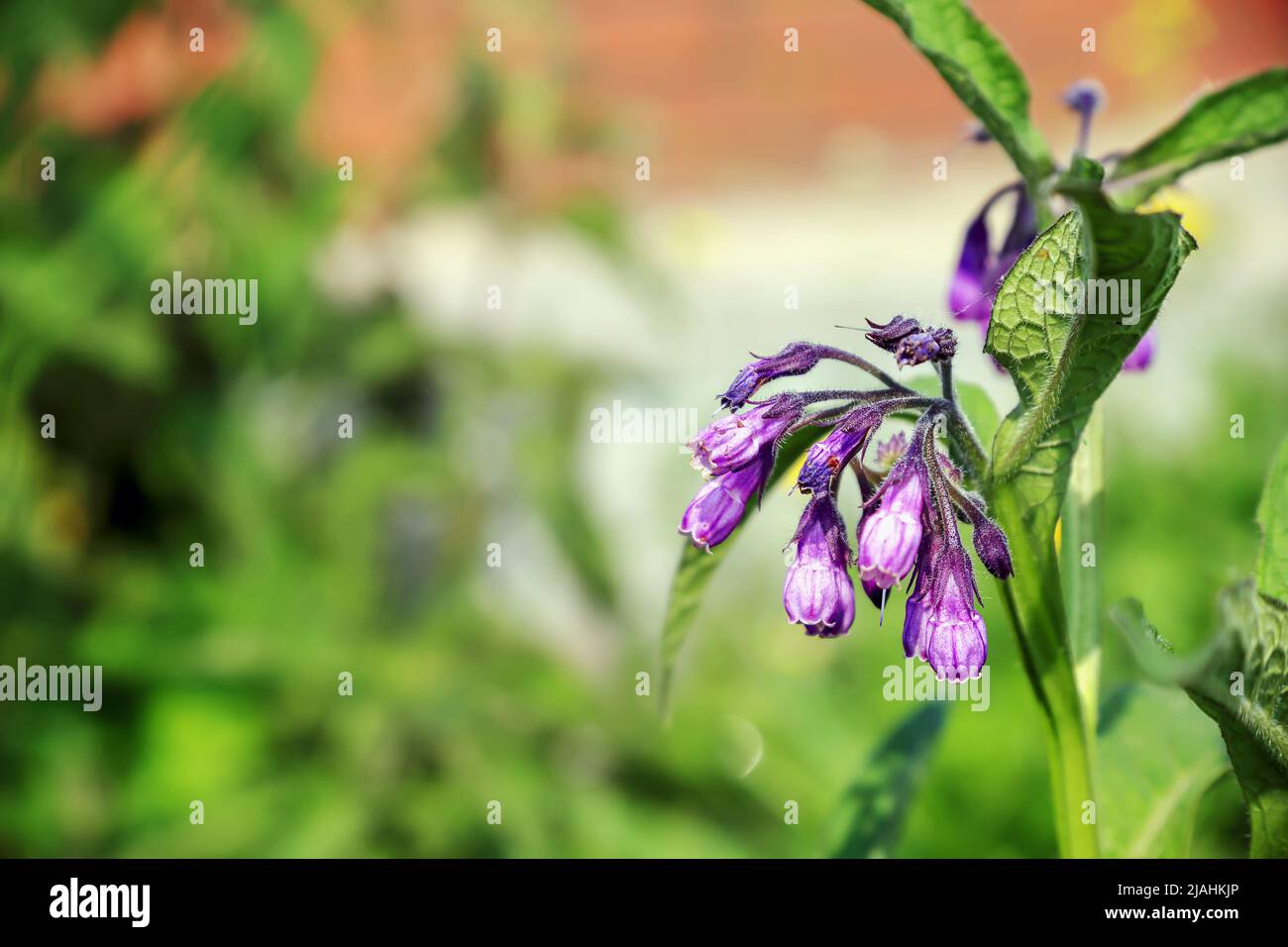 Pflanze mit lila hängenden Blumen isoliert vor einem verschwommenen Hintergrund irgendwo in Polen Stockfoto