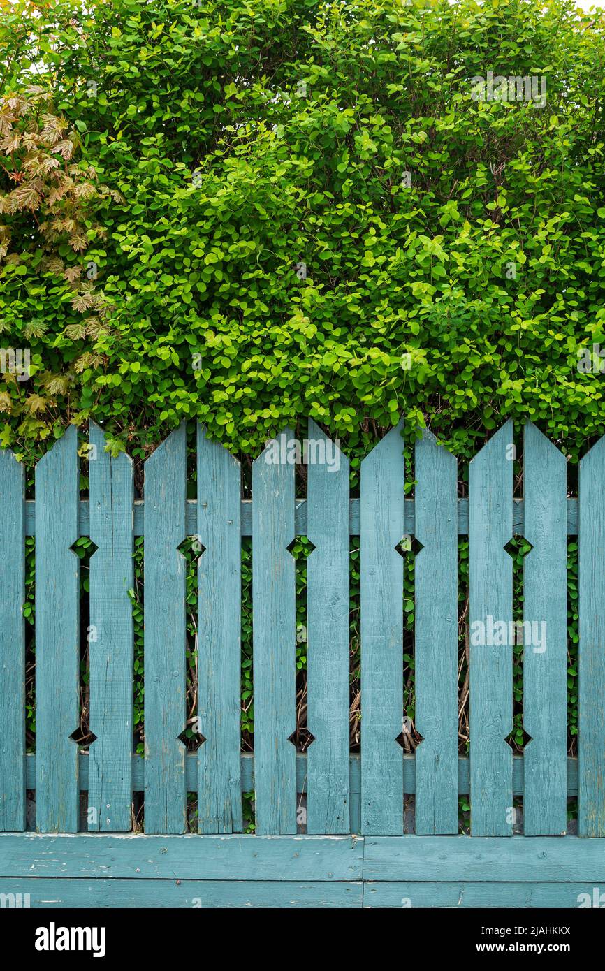 Vorderansicht von üppigen und dicken Bäumen hinter verwittertem Holzzaun im Sommer mit blauem Anstrich. Stockfoto