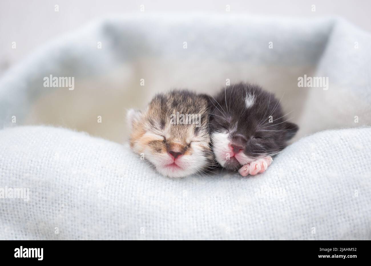 Zwei Schnauze neugeborener schlafender Kätzchen auf einer weichen Strickdecke. Liebe für Katzen. Komfort und Zärtlichkeit der Haustiere Stockfoto