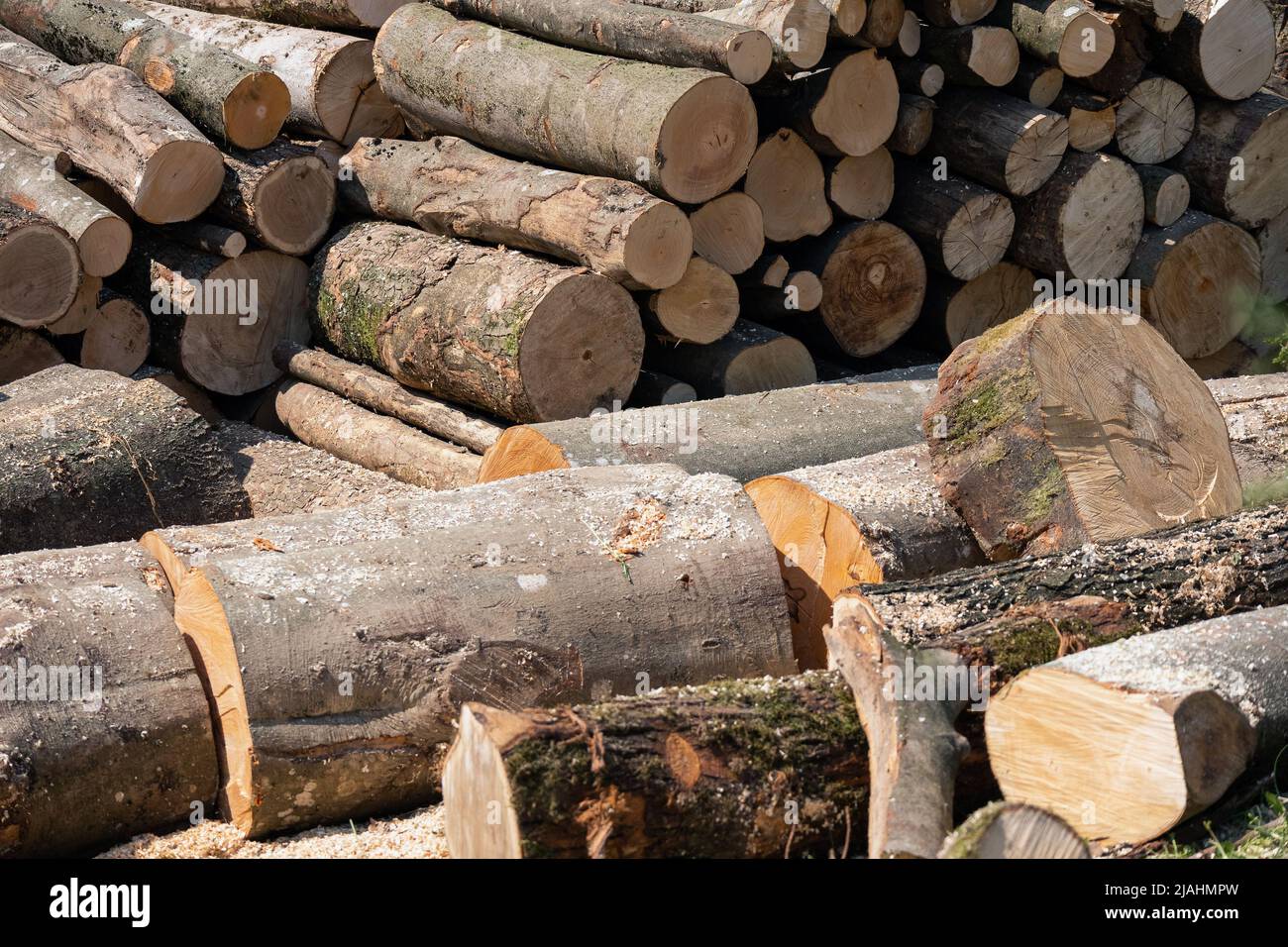 Stapel von Holzstämmen Lagerung. Holzeinschlag für Brennholz. Stockfoto