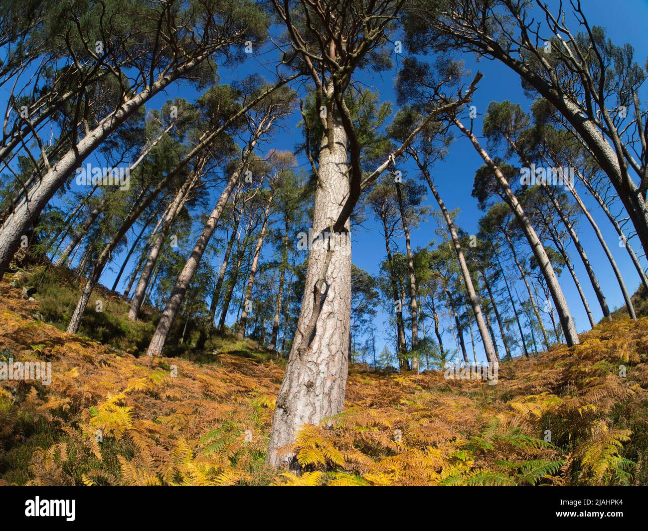 Die Bäume Loch Trool Schottland Stockfoto