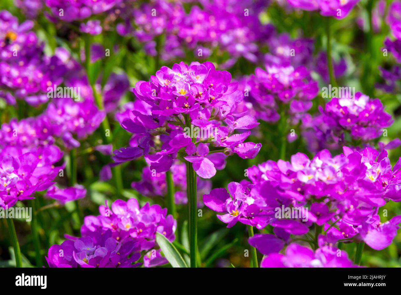 Iberis 'Absolutely Amethyst', Evergreen Candytuft, Purple, Flower, Iberis sempervirens blüht Stockfoto