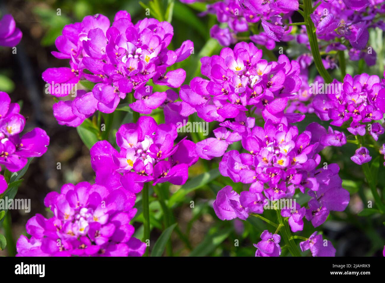 Iberis 'Absolutely Amethyst', Evergreen Candytuft, Purple, Flower, Iberis sempervirens blüht Stockfoto