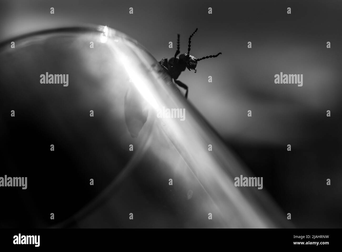 Eine schwarz-weiße künstlerische Makrofotografie eines Käfers, die einem dunklen Dämon aus Albträumen ähnelt. Lange Hörner erschreckende Angst. Stockfoto