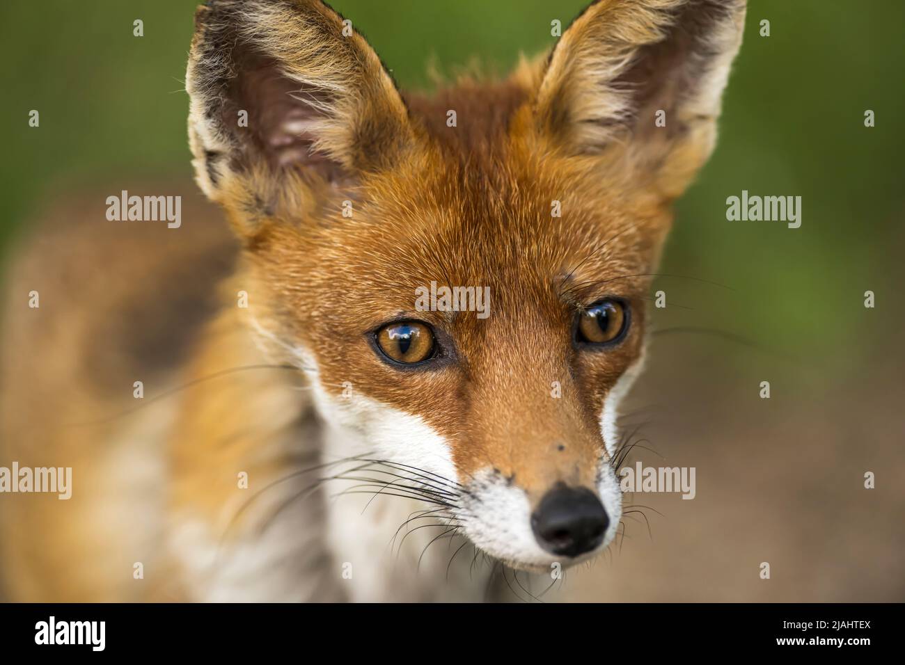 Porträt von hübschen Füchsin Stockfoto