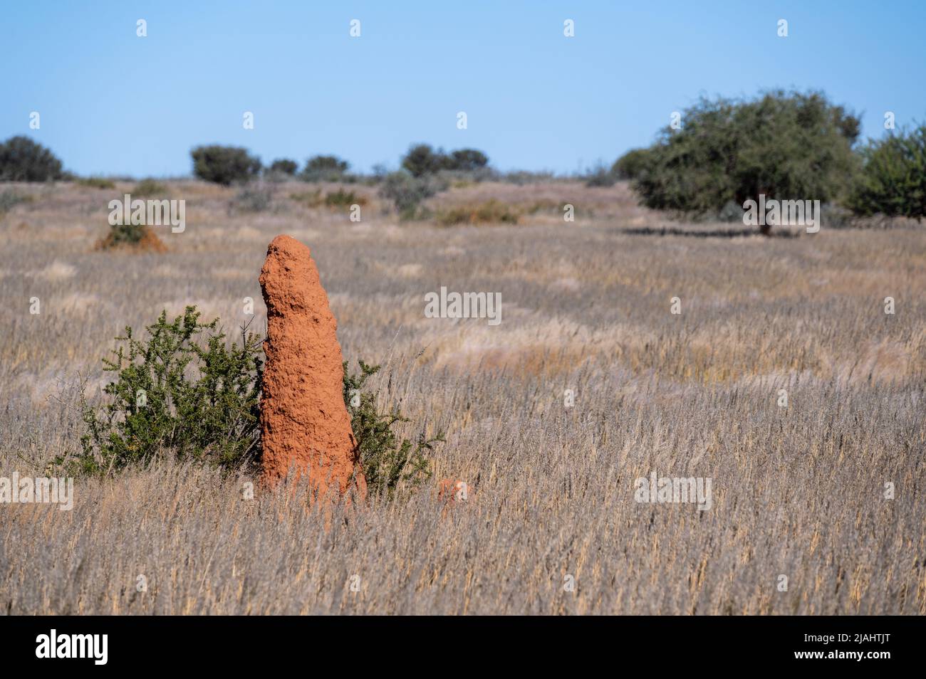 Red Termite Hill - Namibia Afrika Stockfoto