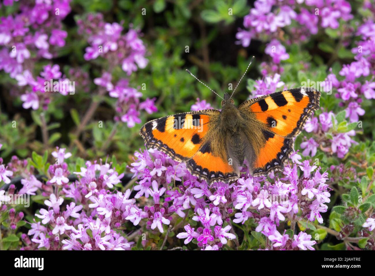 Schmetterling auf Blume, kleine Tortoiseshell Schmetterling, Thymian, Schmetterling auf Thymus doerfleri Bressingham, Fütterung, Blumen Stockfoto