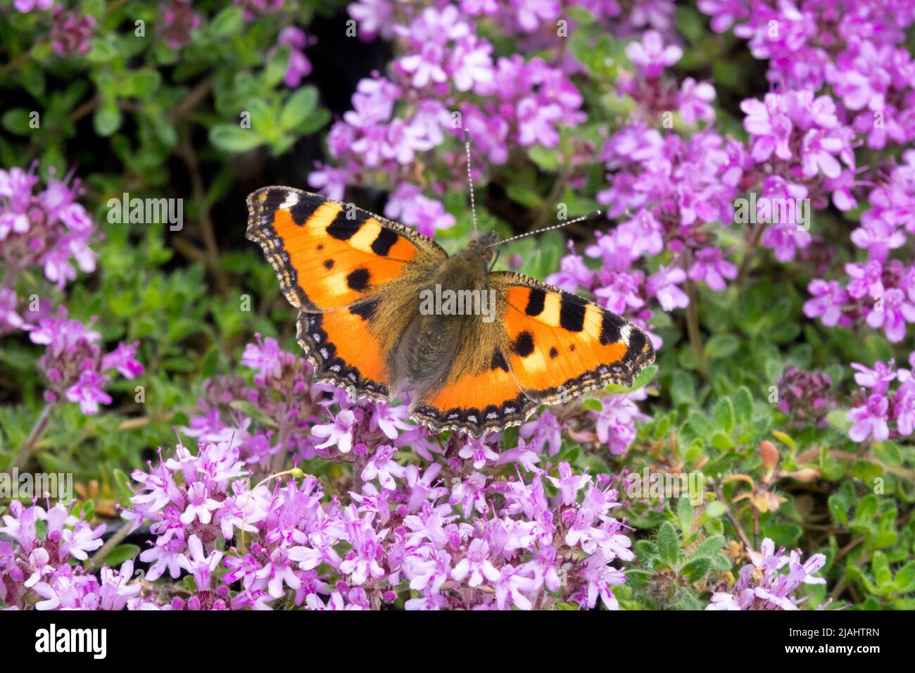 Nymphalis urticae, Schmetterling, Nektar auf Thymian fütternd, kleiner Tortoiseshell-Schmetterling auf Blume, Aglais urticae Stockfoto
