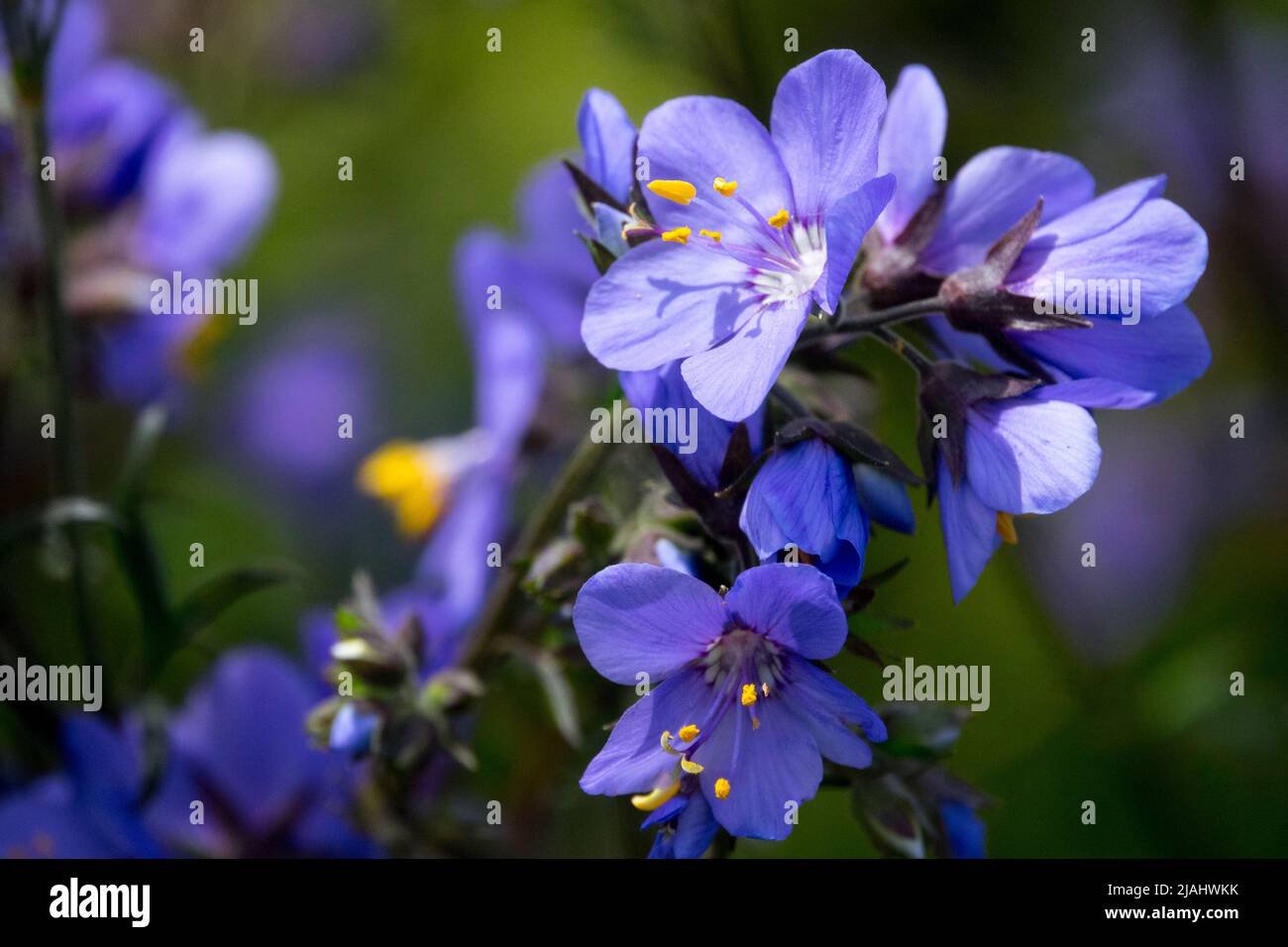 Blau, Blume, Polemonium 'Bressingham Purple', Polemonium caeruleum, Polemonium yezoense, Jacobs Ladder, dekorativ, Nahaufnahme Stockfoto