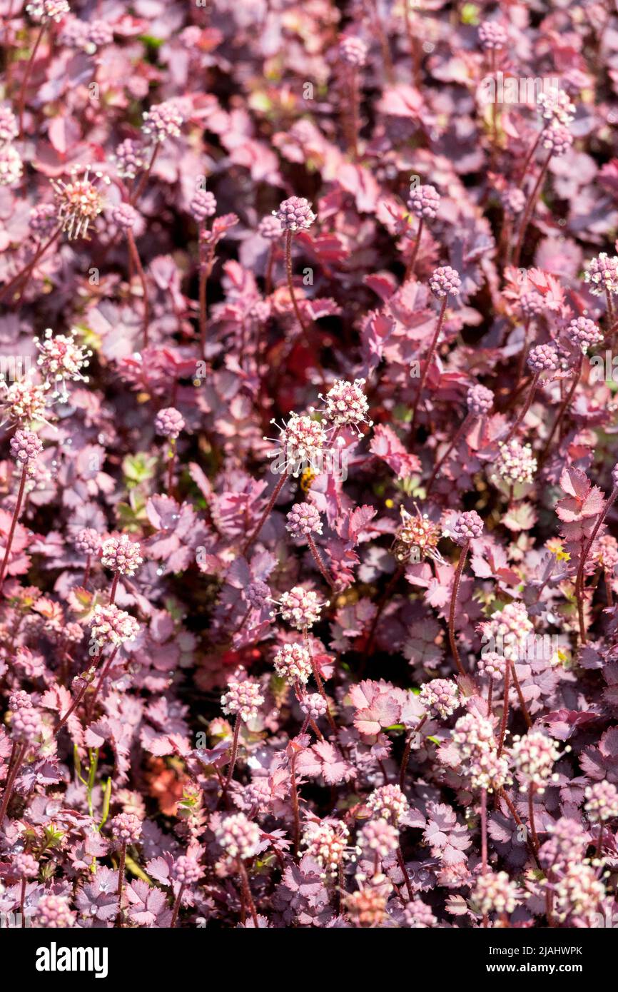 Acaena inermis, Acaena Purpurea, Lila, Blätter, Abdeckung, Pflanzen Stockfoto