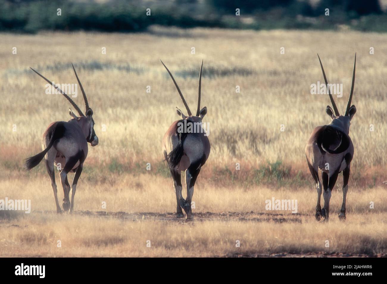 Gemsbock oder Gemsbuck (Oryx gazella) in Namibia Stockfoto