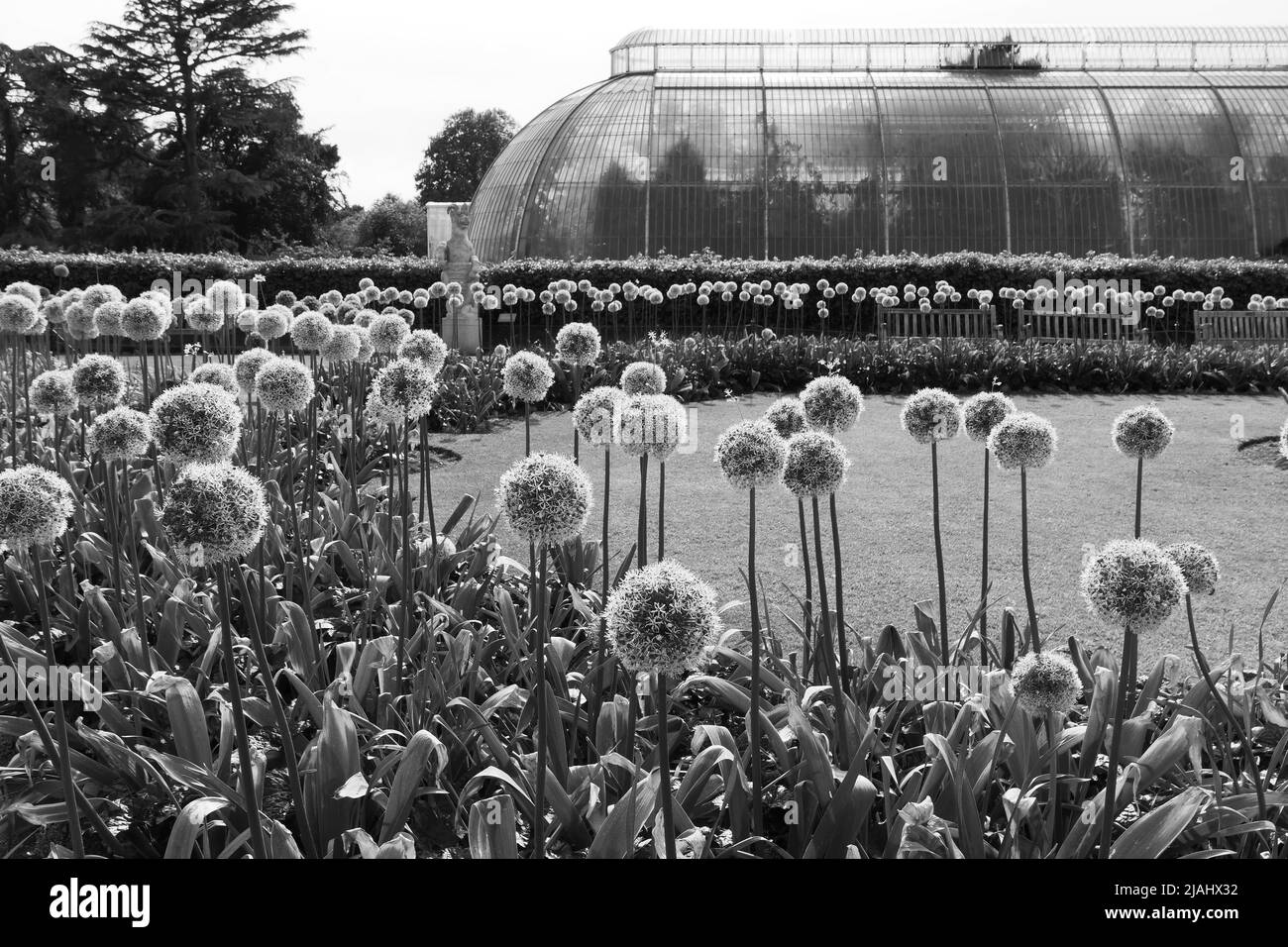 Richmond, Greater London, England, Mai 18 2022: Royal Botanic Gardens Kew. Blumen blühen im Frühling vor dem Palmenhaus. Monochrom Stockfoto