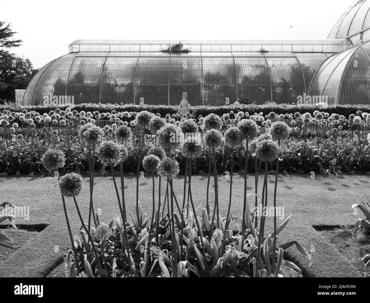 Richmond, Greater London, England, Mai 18 2022: Royal Botanic Gardens Kew. Blumen blühen im Frühling vor dem Palmenhaus. Monochrom Stockfoto