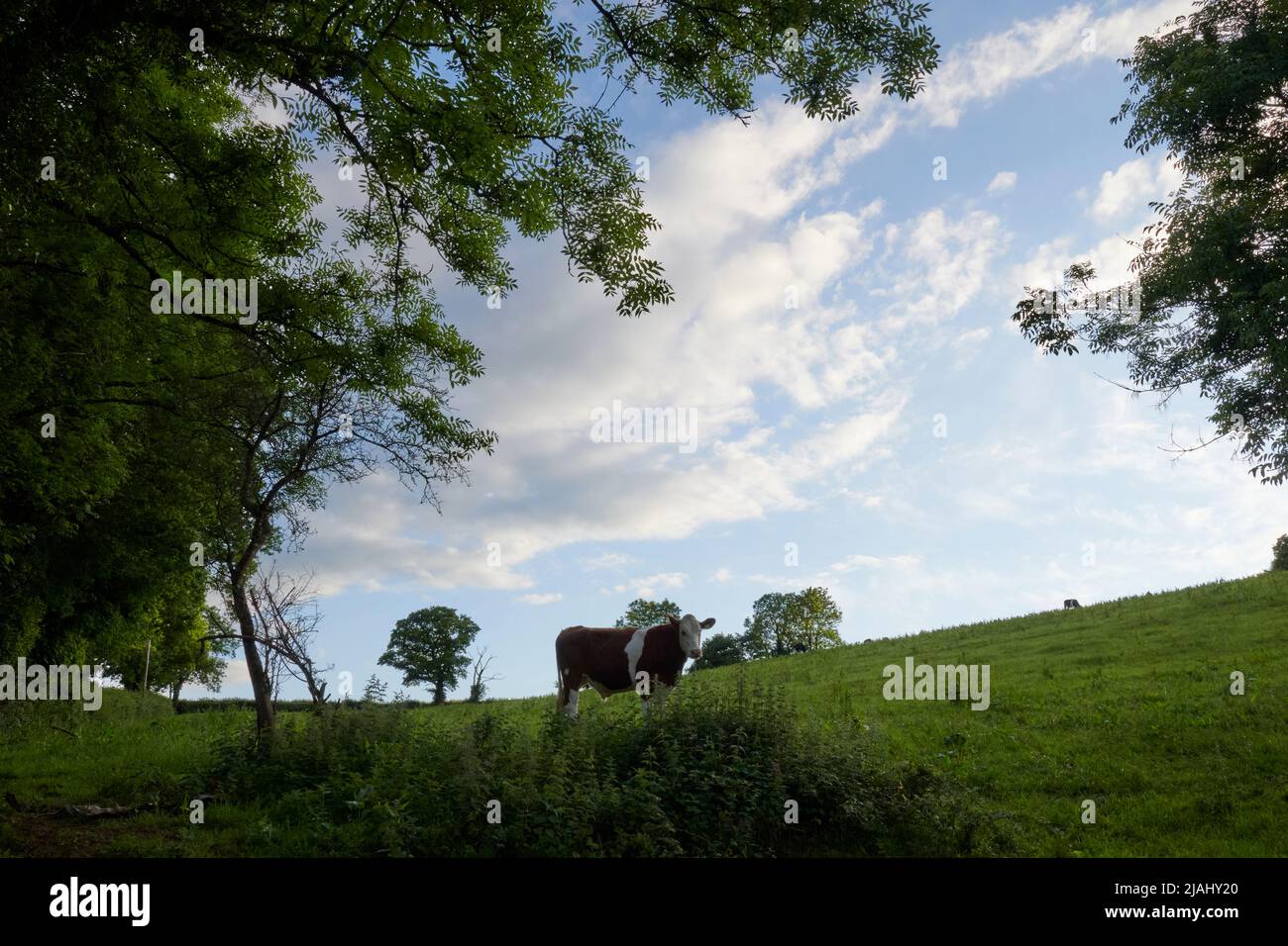 UK Wetter: Bickington, Devon, 30/05/2022, am frühen Abend wechselhaftes Wetter in Bickington, Devon Stockfoto