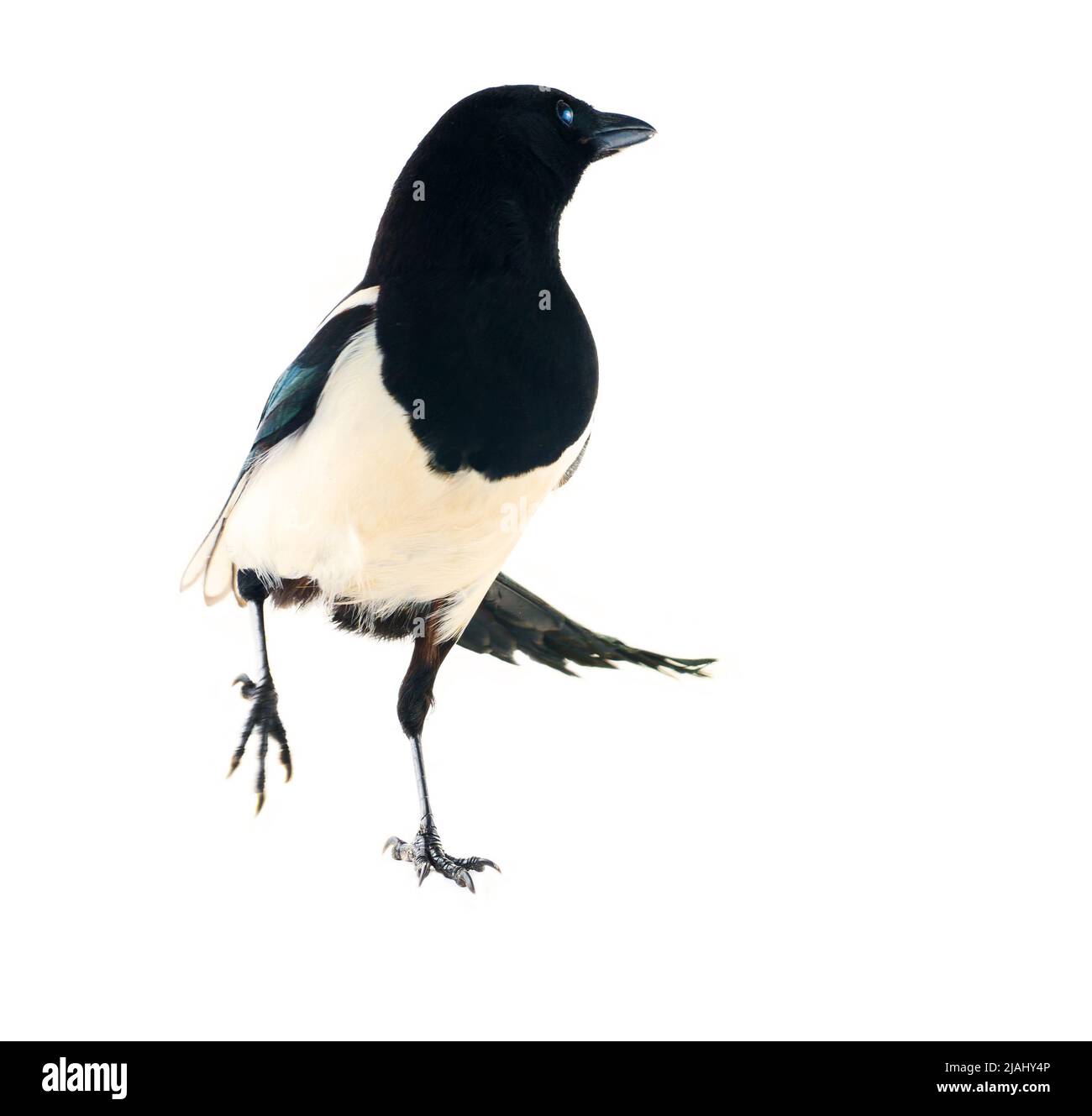 Europäische Elster (Pica pica) ist weit verbreitet. Überall hat es einen umfangreichen kulturellen Hintergrund: Diebische Elster, gesprächige Frau, Trägerin von Gossi Stockfoto