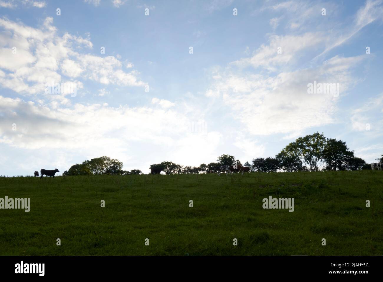 UK Wetter: Bickington, Devon, 30/05/2022, am frühen Abend wechselhaftes Wetter in Bickington, Devon Stockfoto